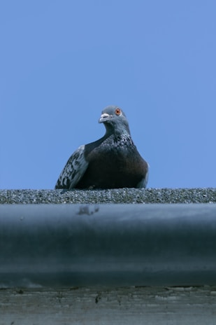 A pigeon sitting on top of a metal pipe