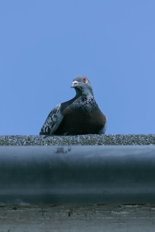 A pigeon sitting on top of a metal pipe