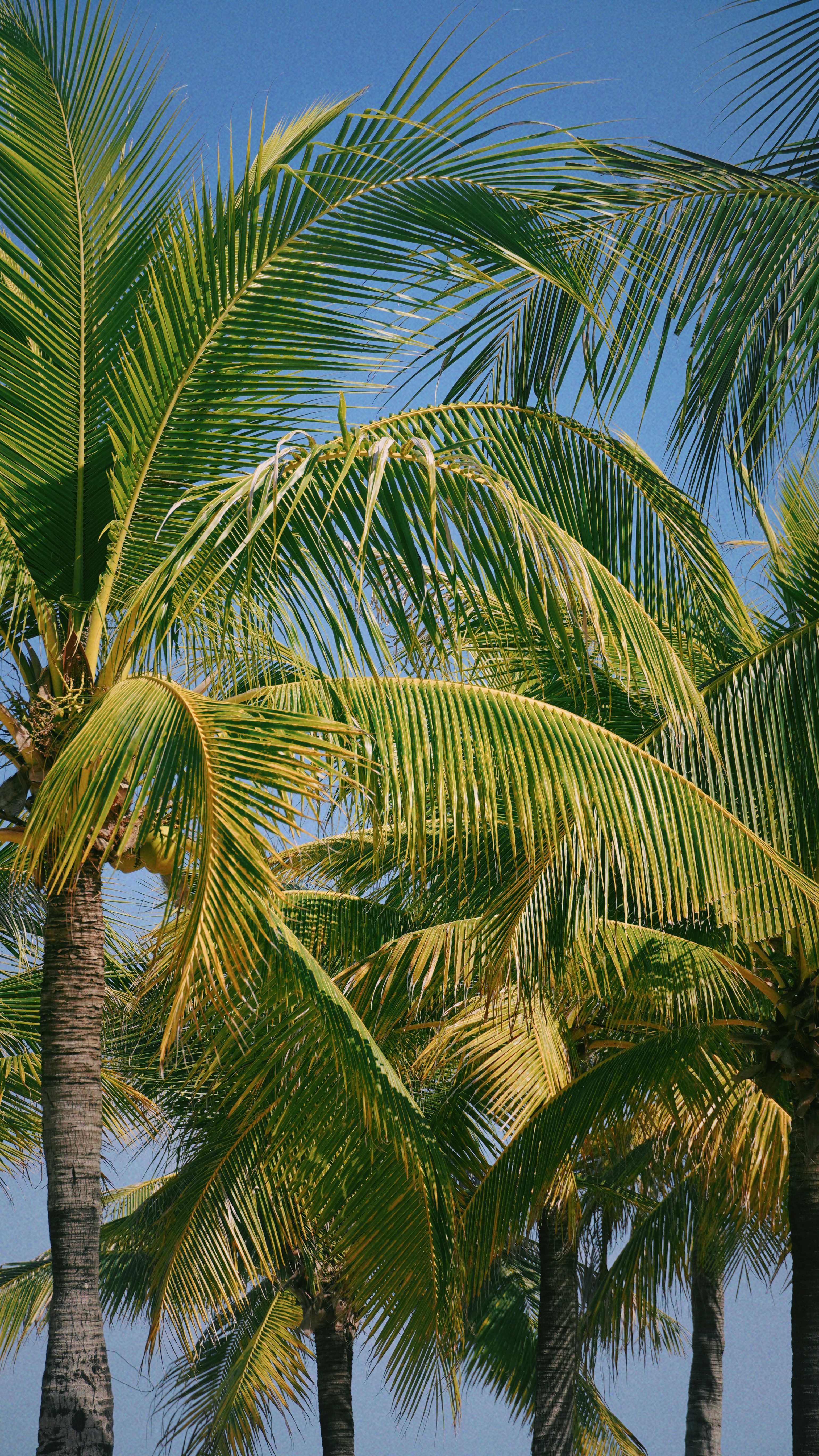 Photo by fenmeihandai