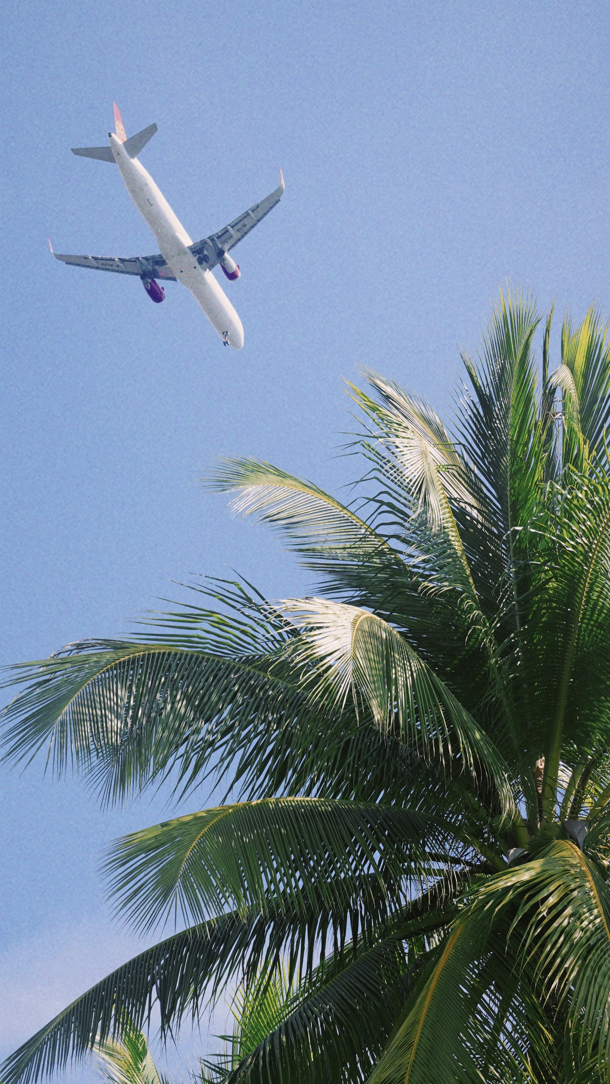 An airplane is flying over a palm tree