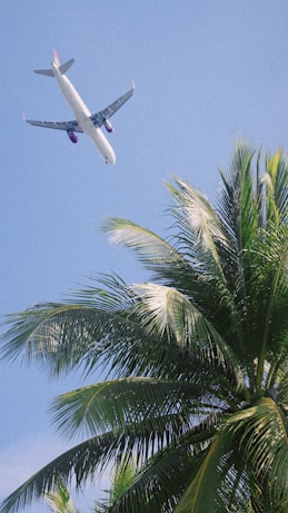 An airplane is flying over a palm tree