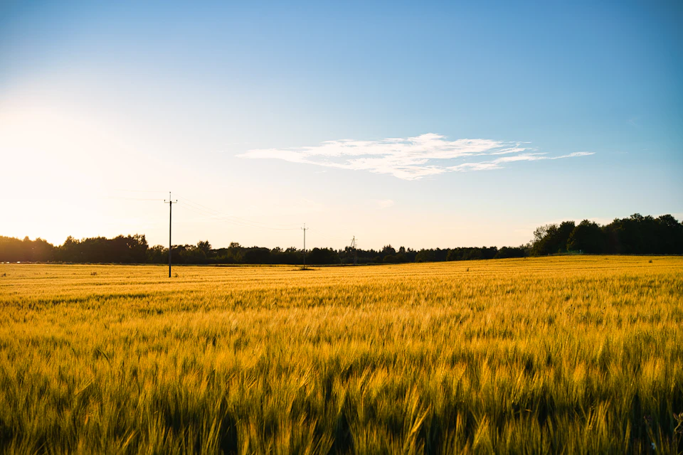 The image depicts a serene rural landscape with a vast field of tall, golden wheat swaying gently under the clear blue sky. The sun is setting behind the horizon, casting a warm glow over the scene and creating long shadows on the ground. In the distance, power lines can be seen running across the field, adding an element of human presence to this otherwise untouched natural landscape.