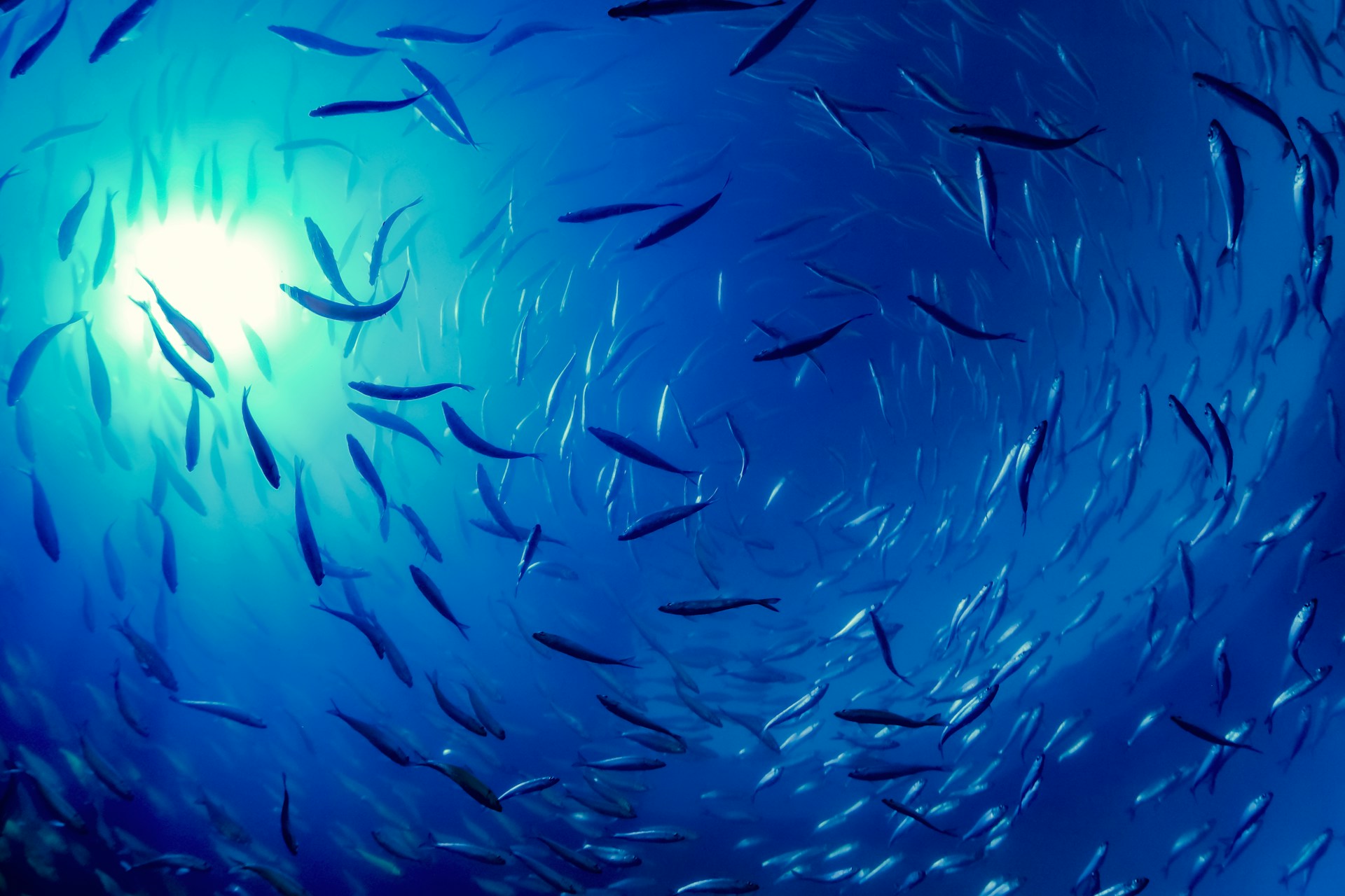 A large group of fish swimming in the ocean