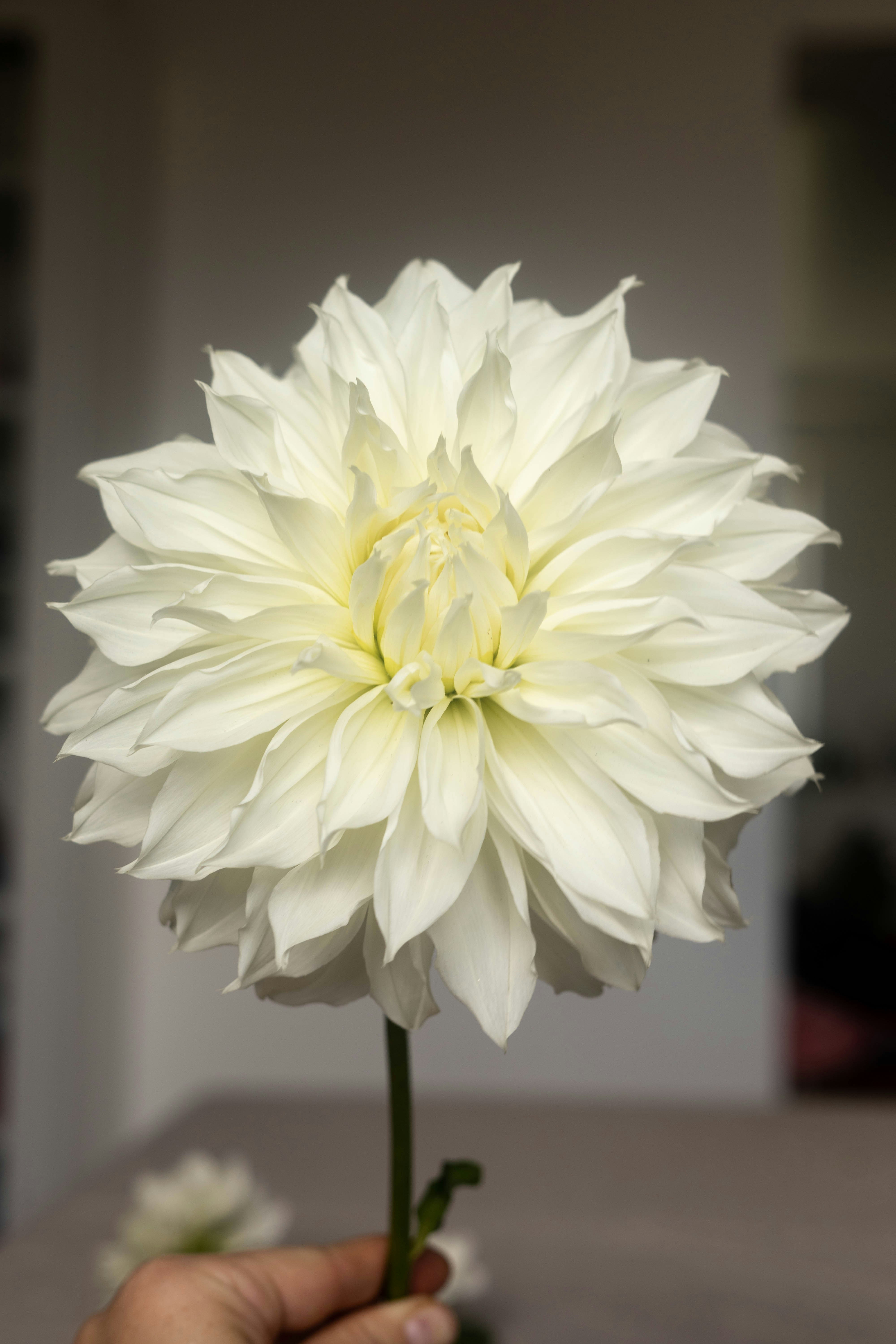 A person holding a white flower in their hand
