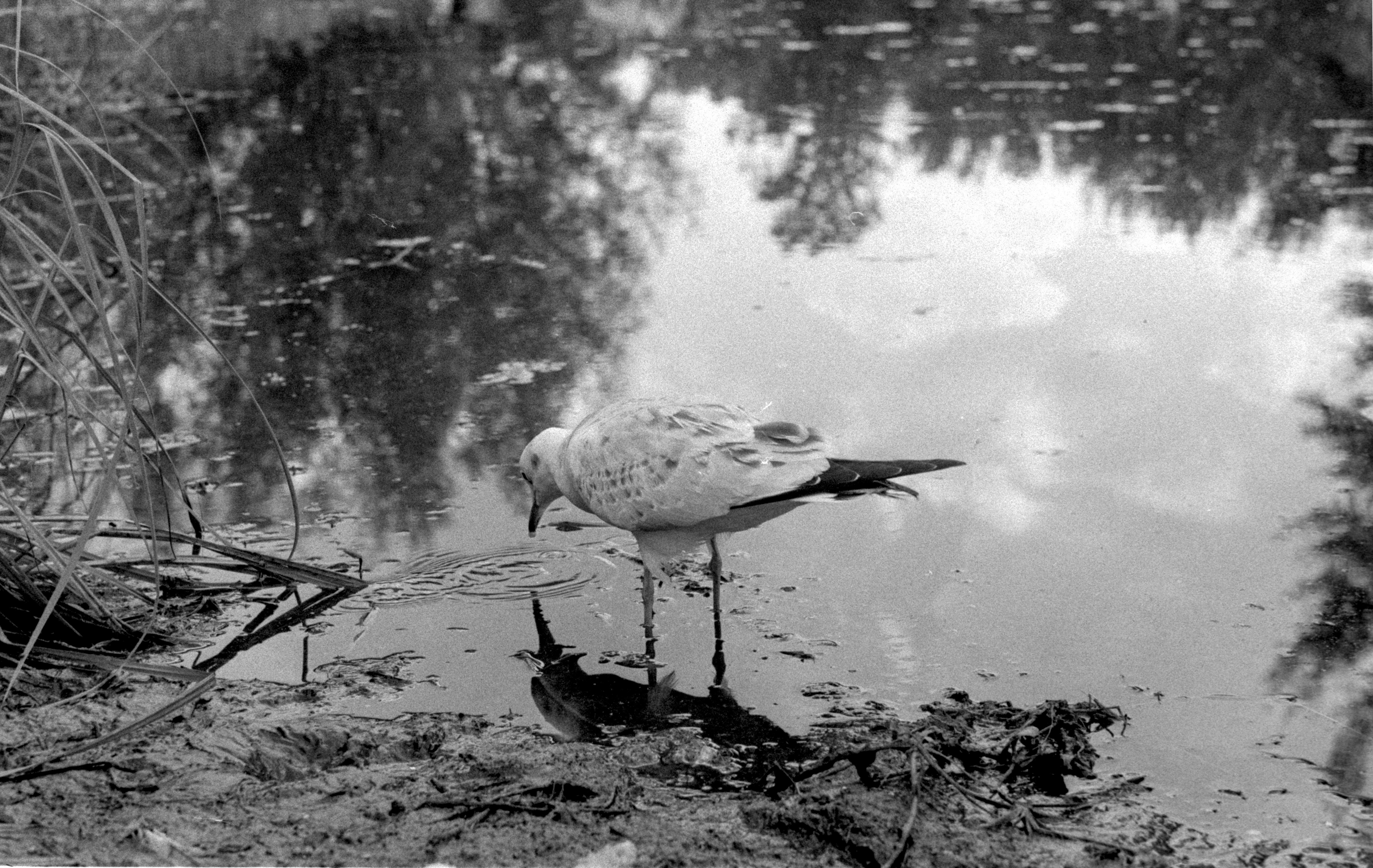 A black and white photo of a bird standing in the water