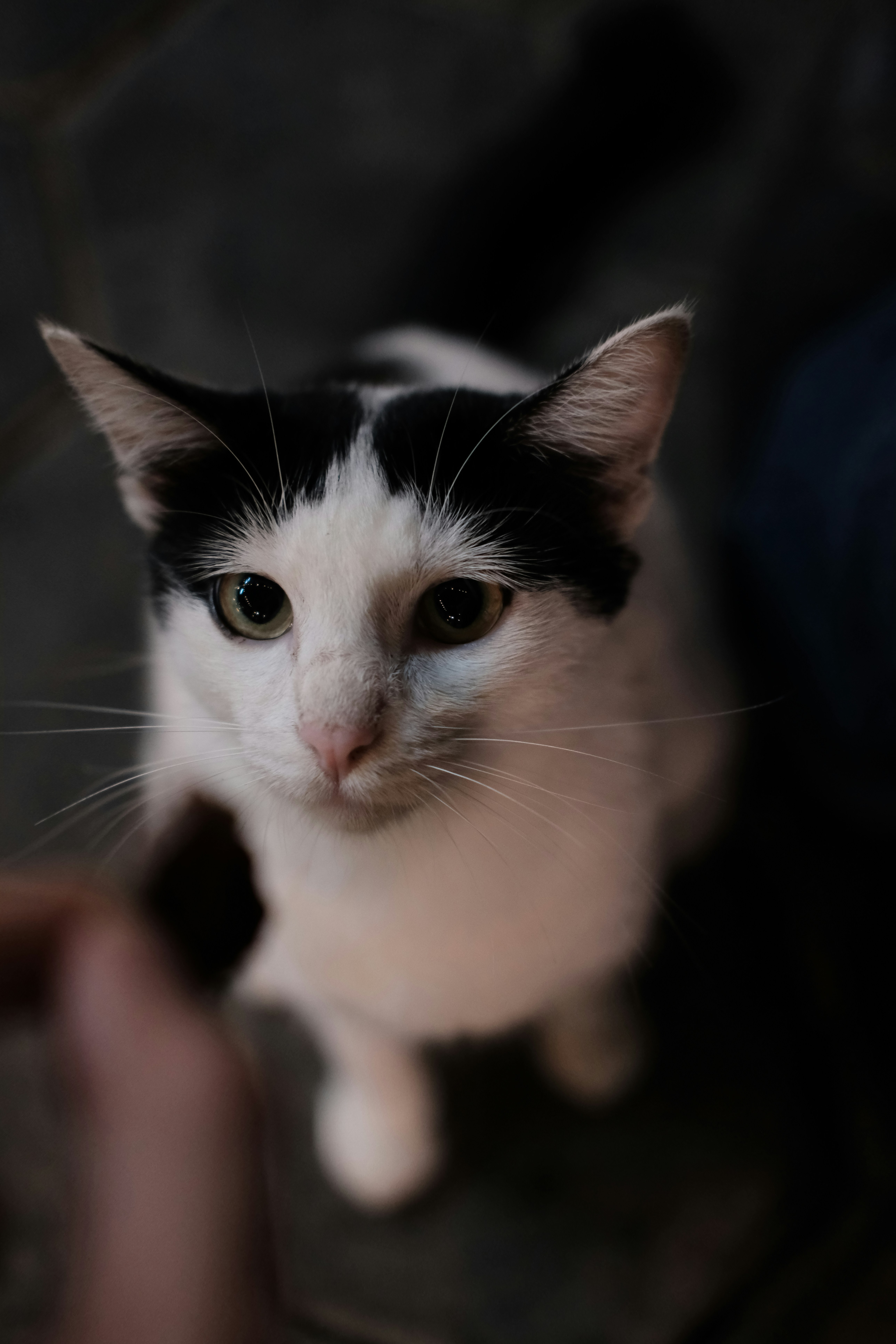 Refusing to Eat Unless You’re Around (image credits: unsplash)