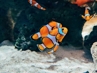 A couple of clown fish in an aquarium