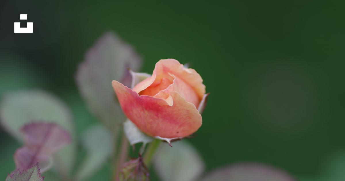 Una sola rosa rosa con hojas verdes en el fondo foto – Imagen de Flor ...