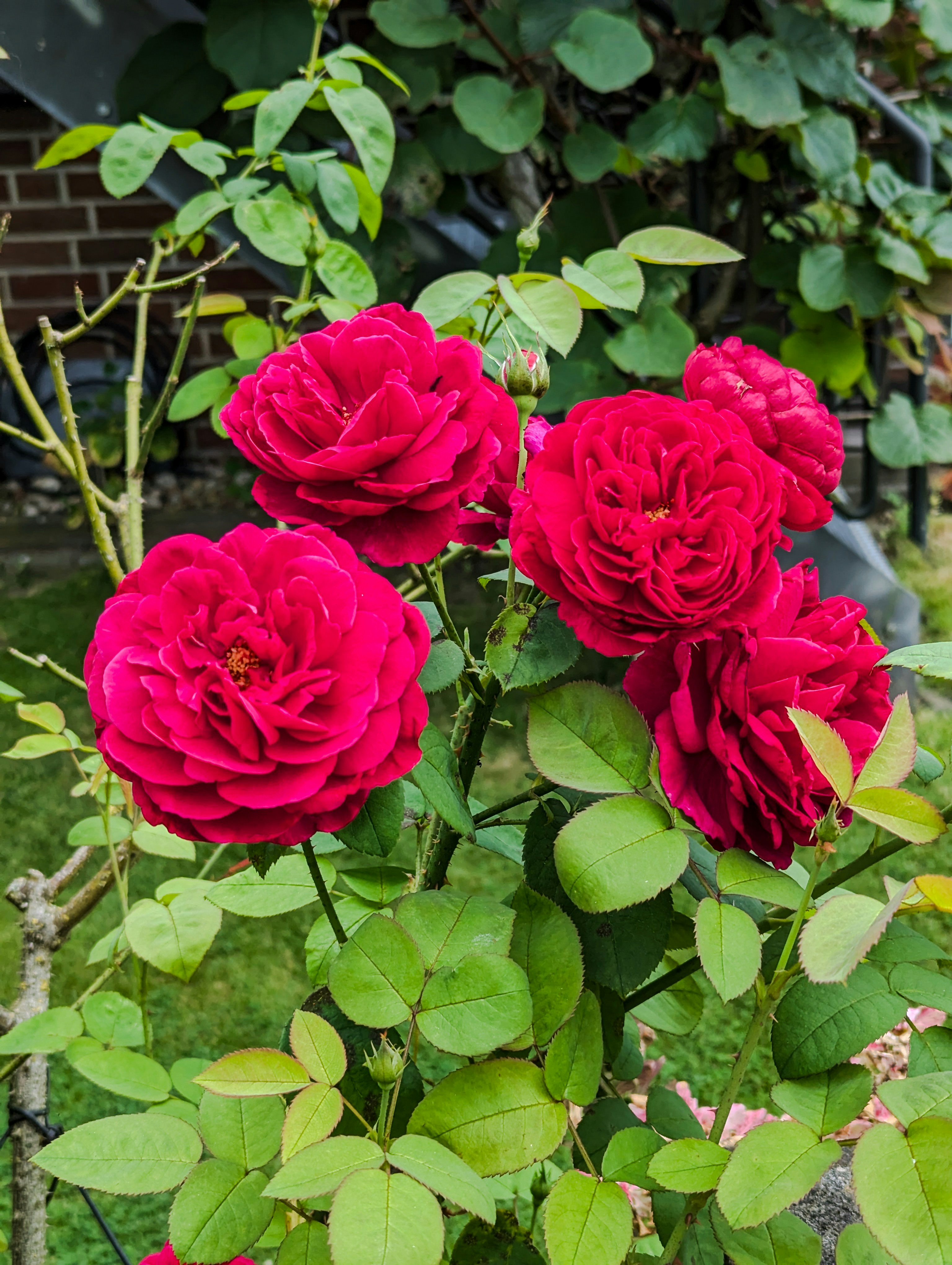 Jardín De Rosas Rojas