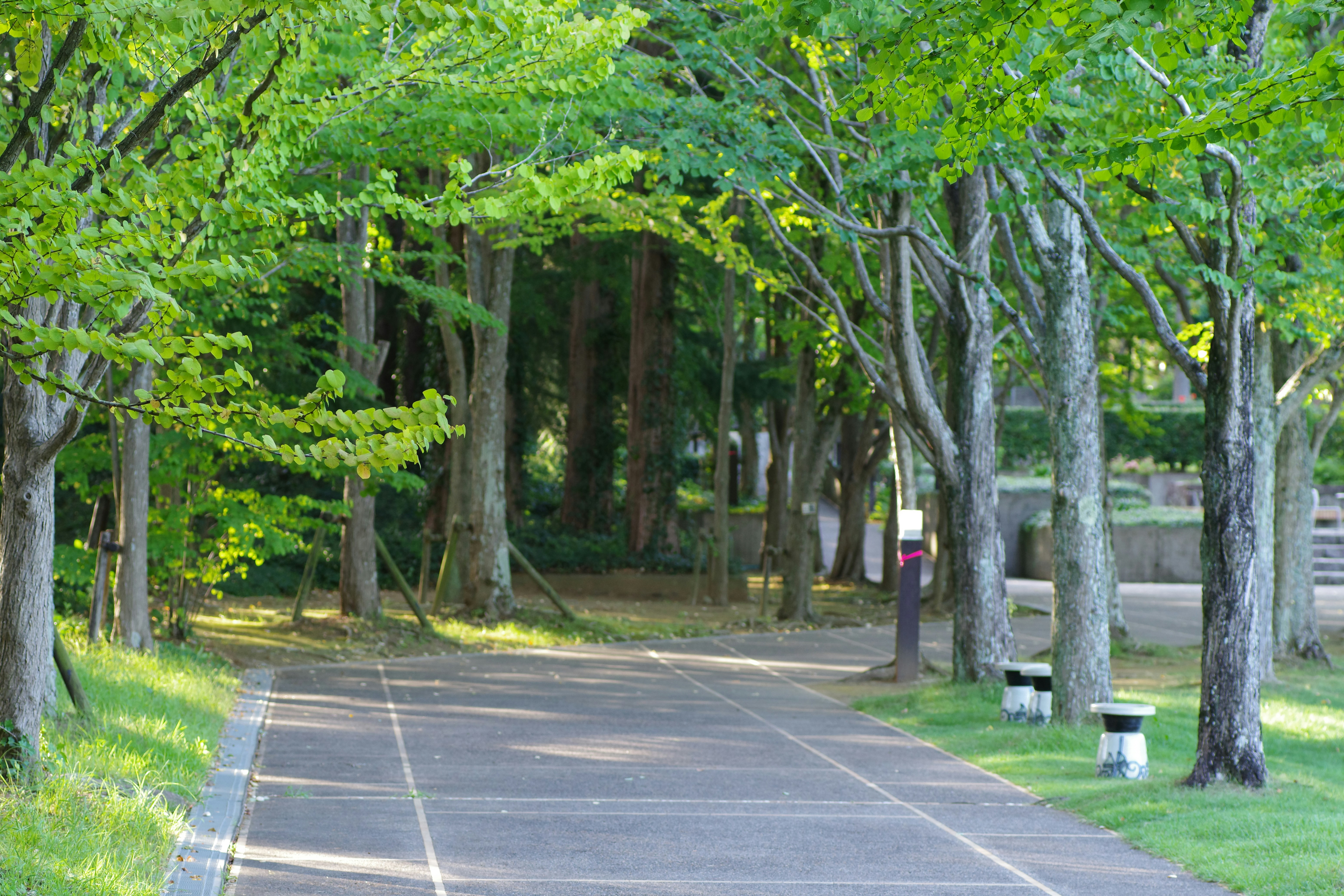 A park with benches and trees lining the walkway