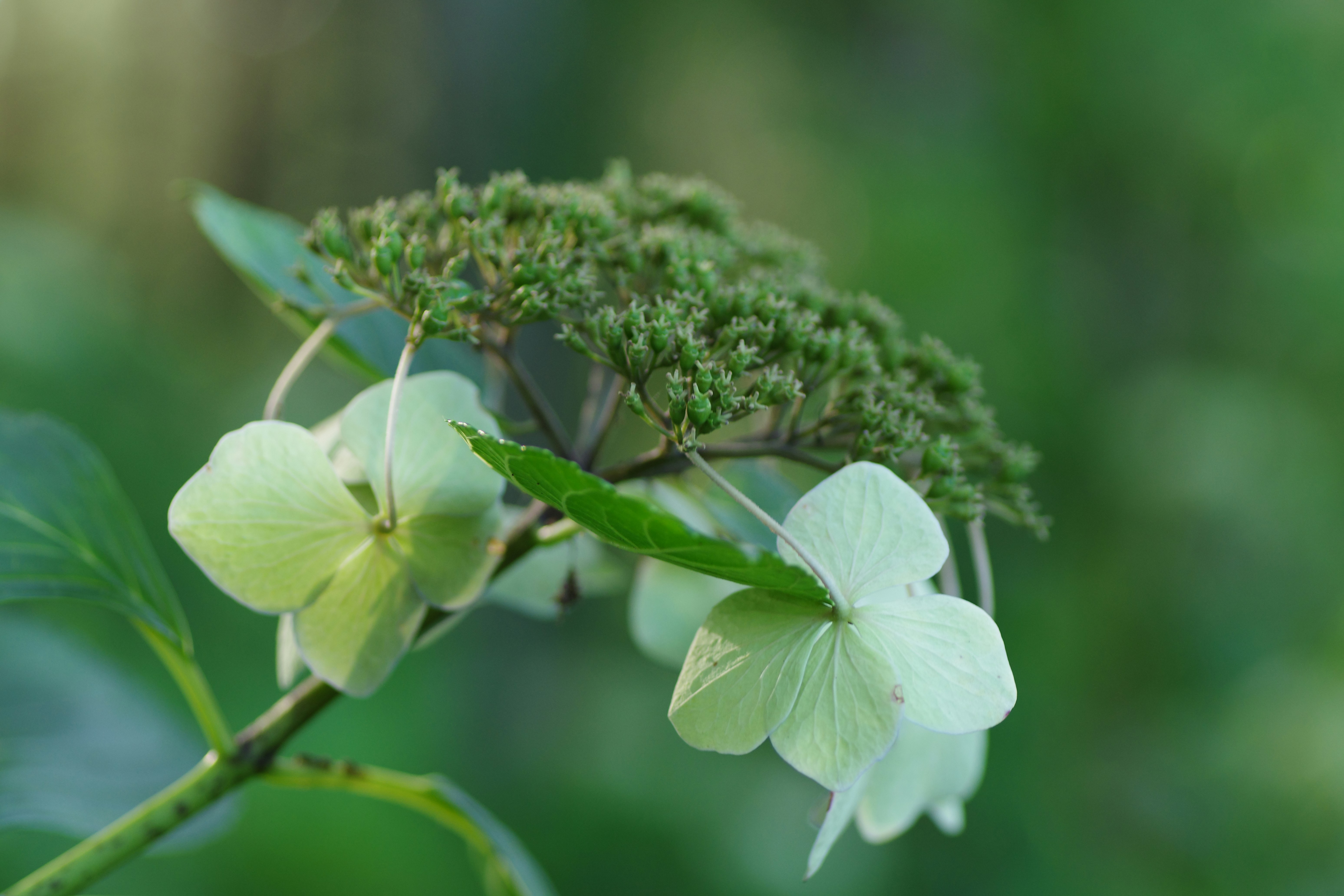Beautiful green garden
