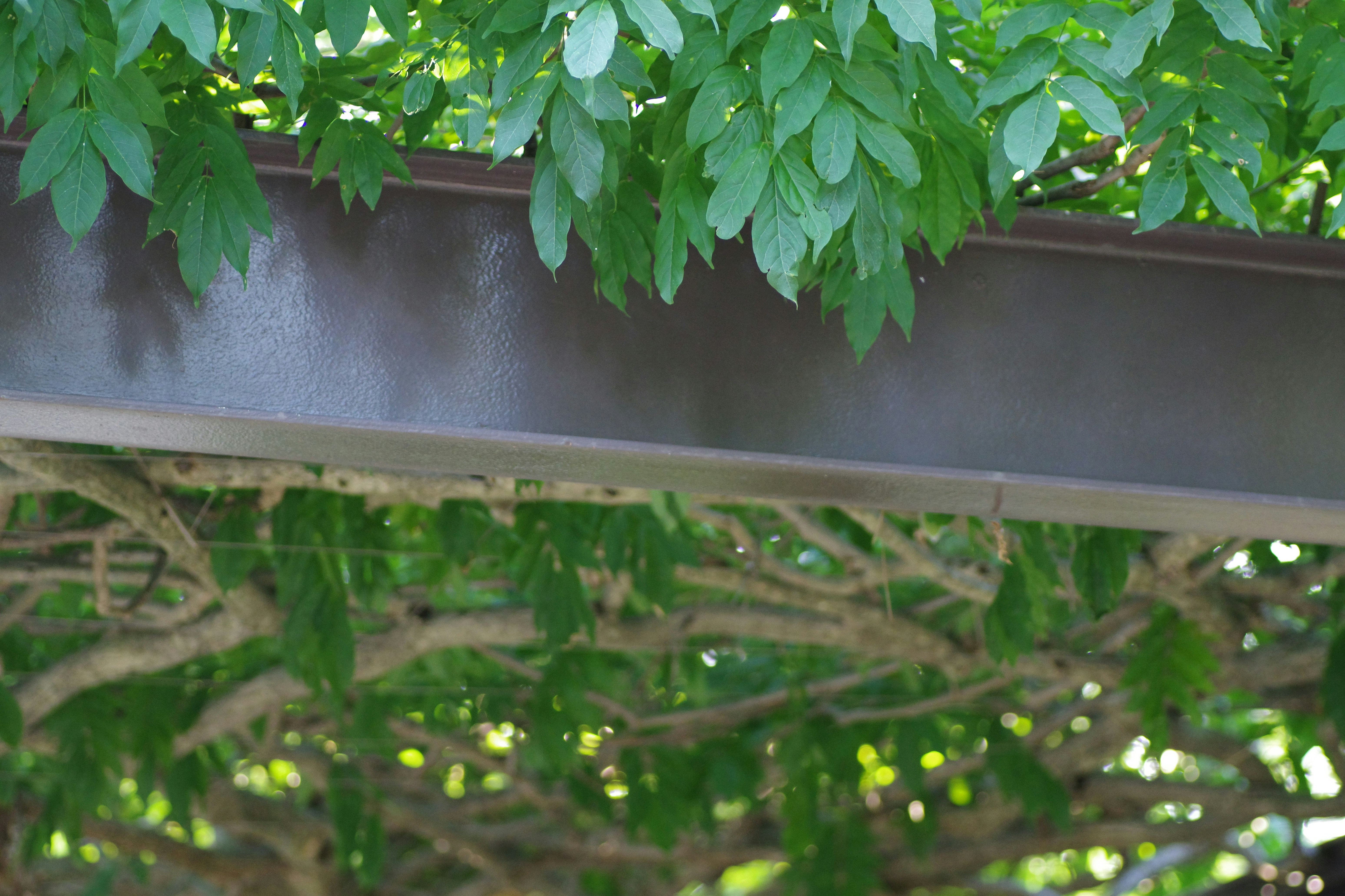 Beautiful green garden