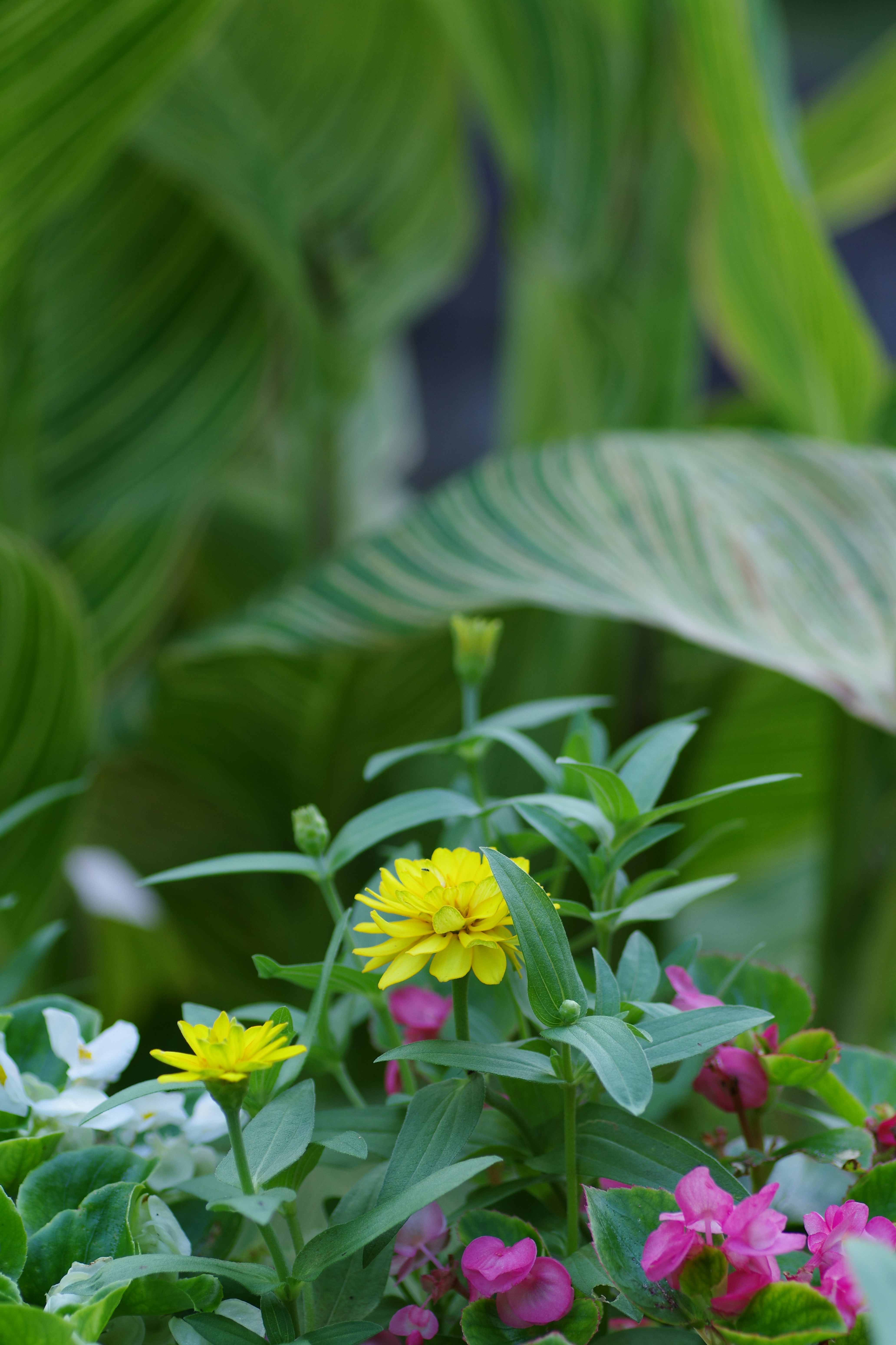 Keeping Plants Productive: Pruning and Feeding That Actually Help