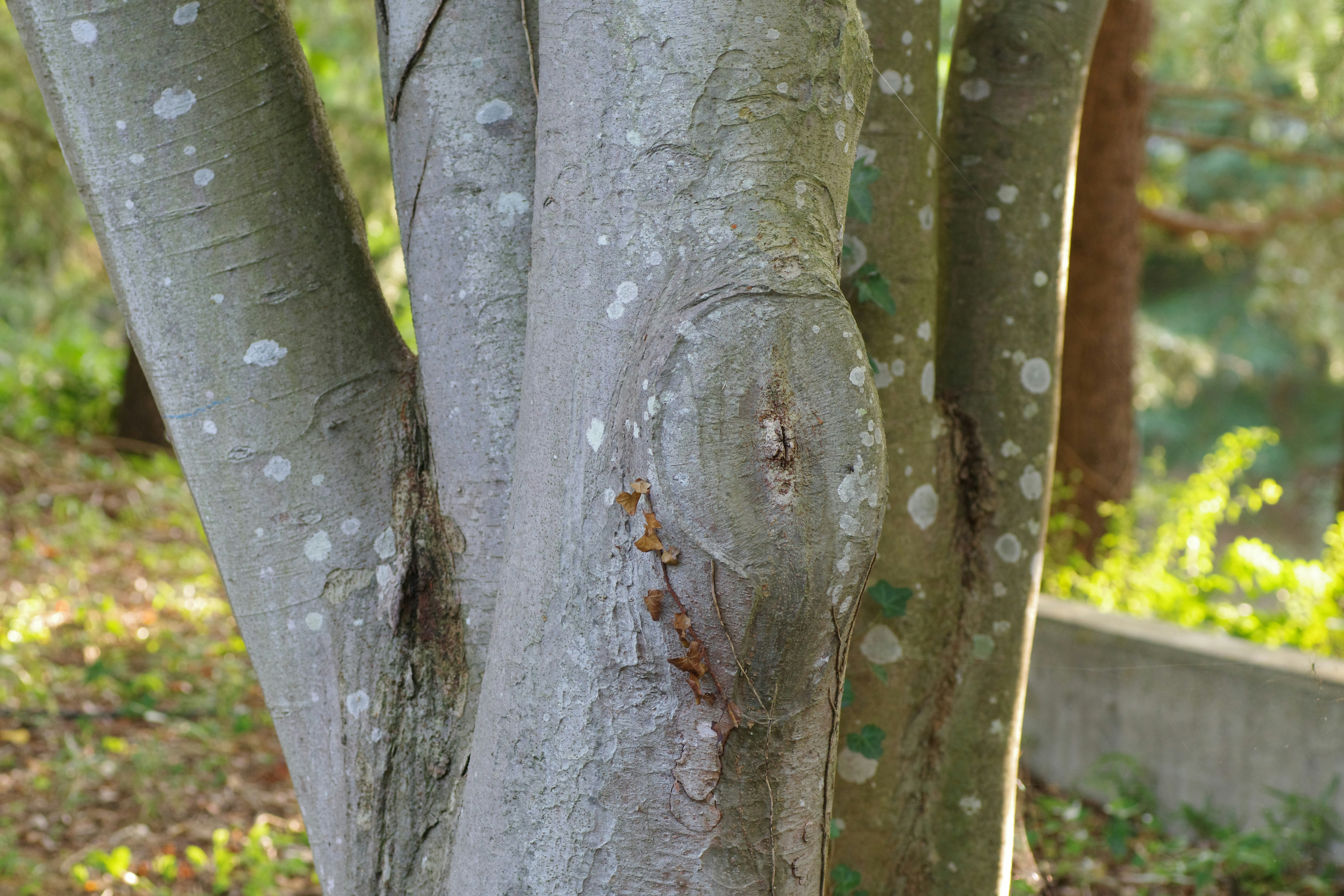A close up of the bark of a tree