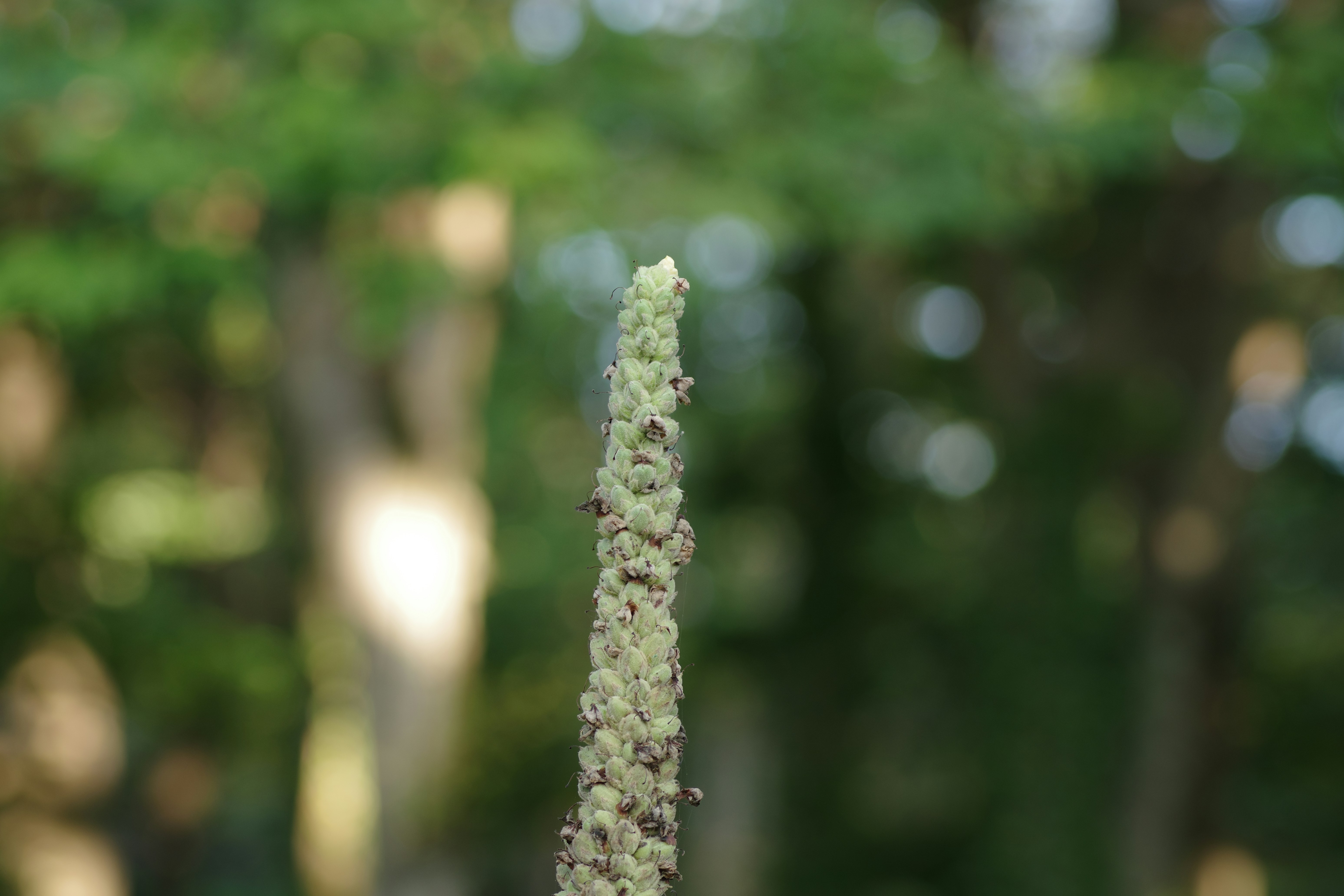 A close up of a flower in a vase