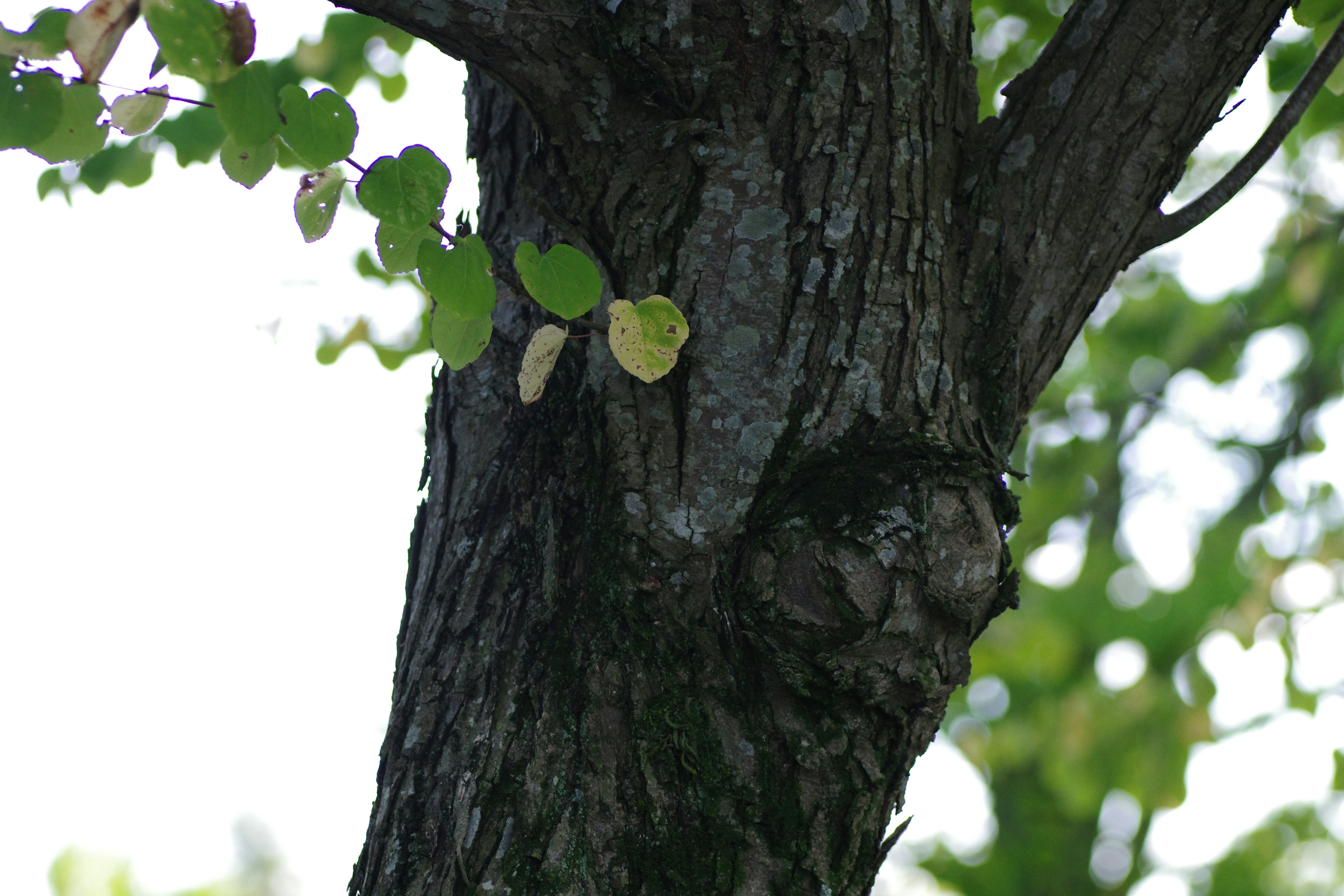 A bird perched on the side of a tree