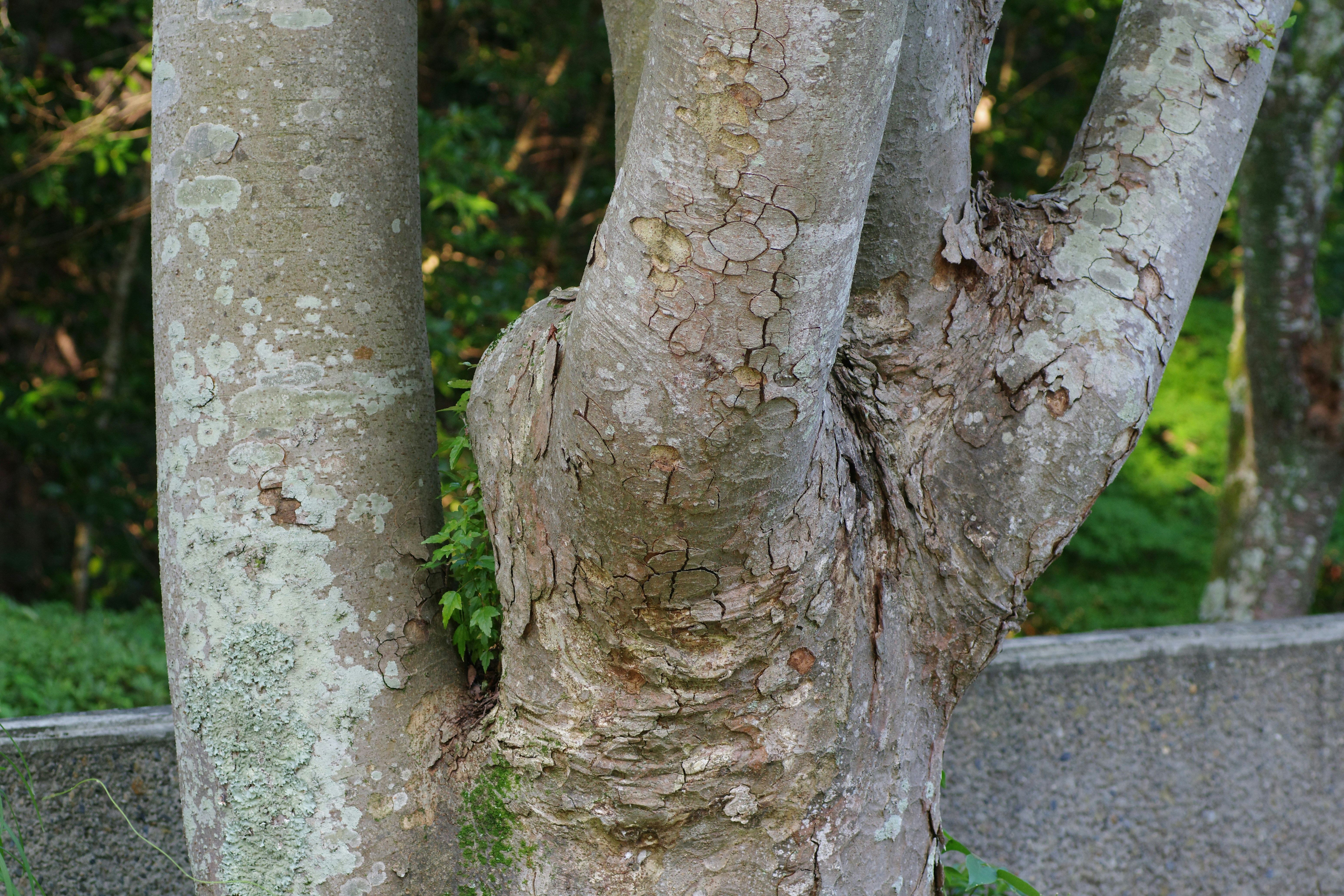 Beautiful green and flower garden