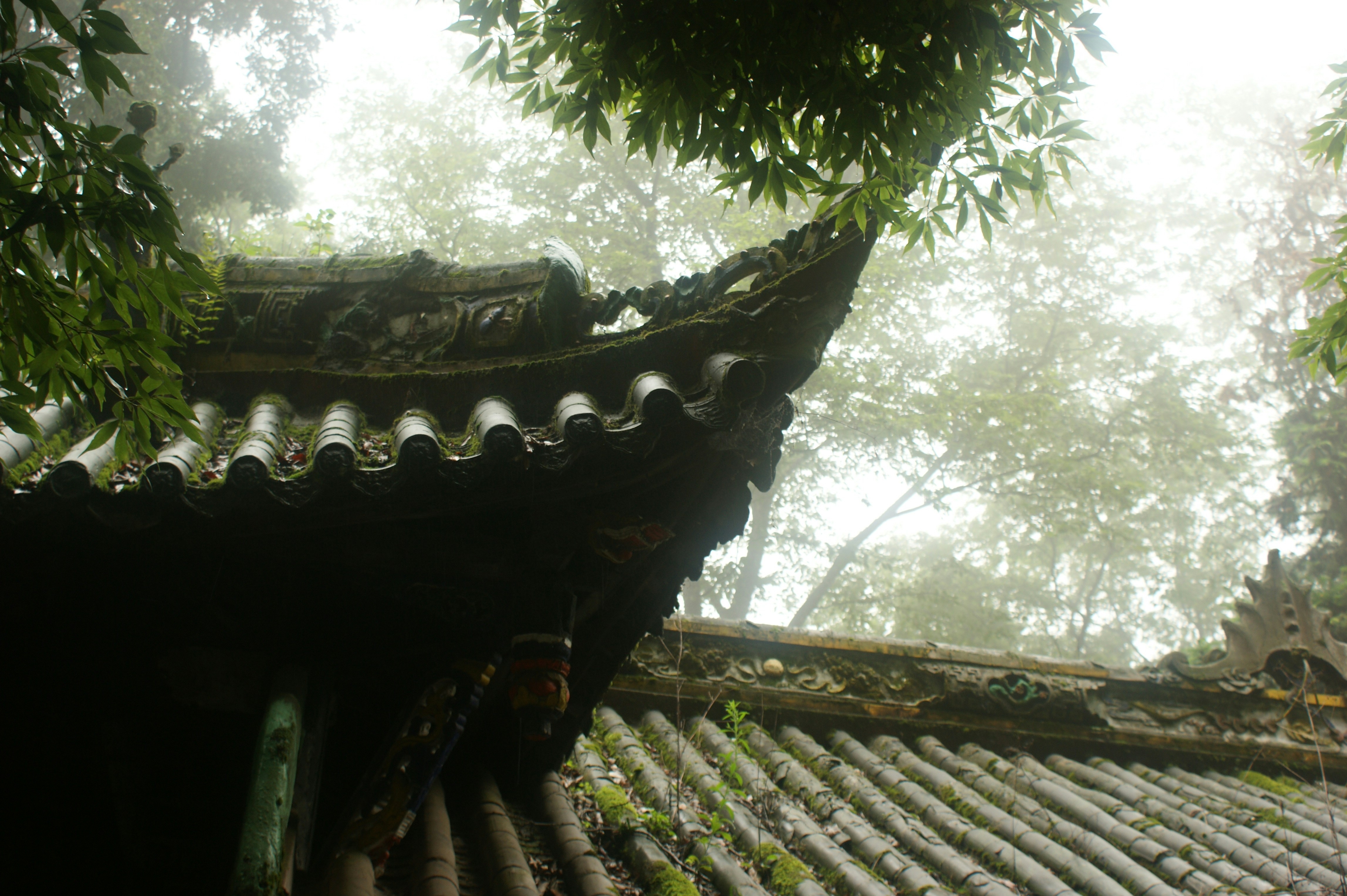 The roof of a building in the middle of a forest