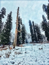 A large tree that is standing in the snow