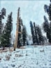 A large tree that is standing in the snow
