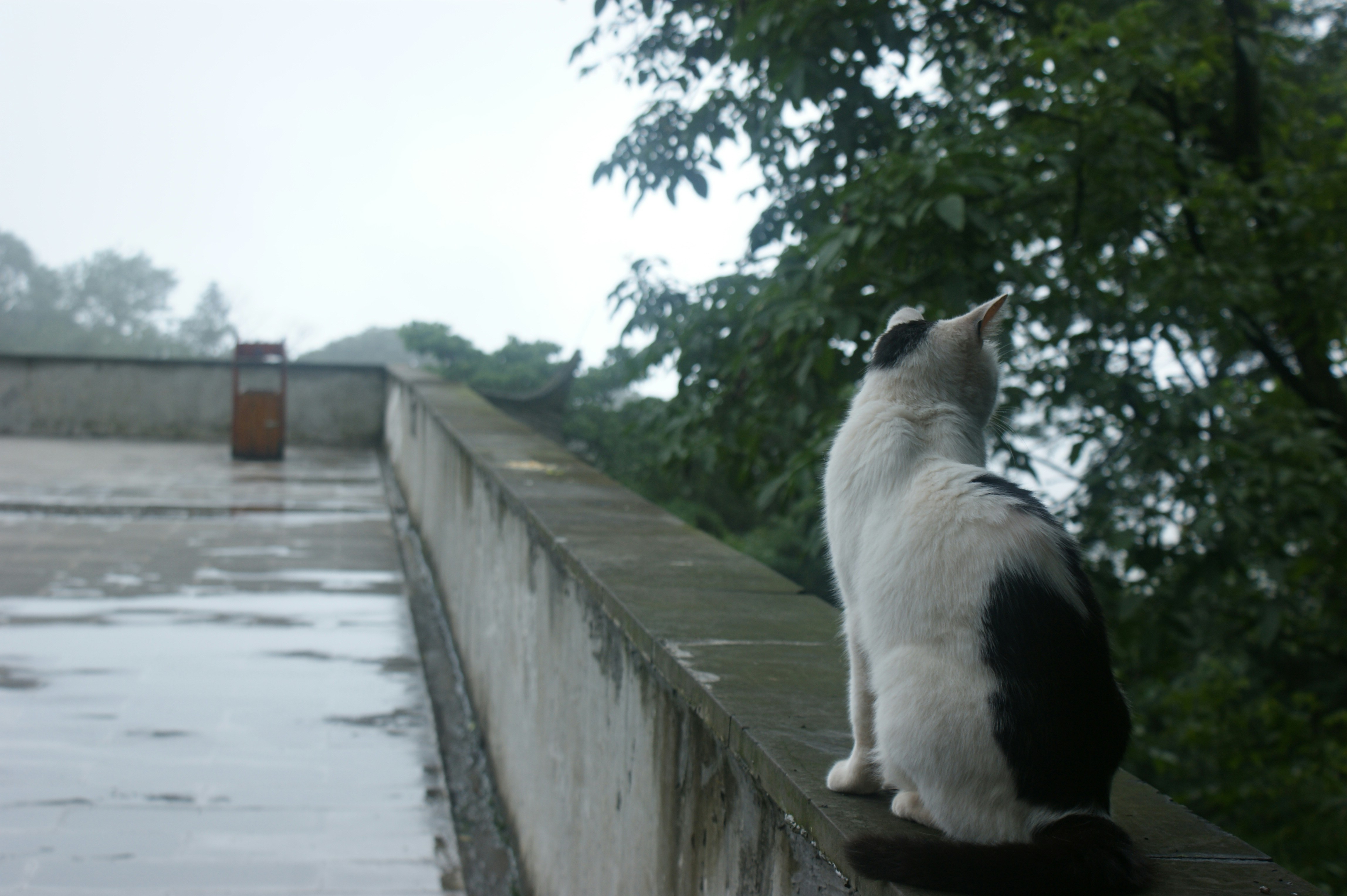 A black and white cat sitting on top of a cement wall photo – Free ...
