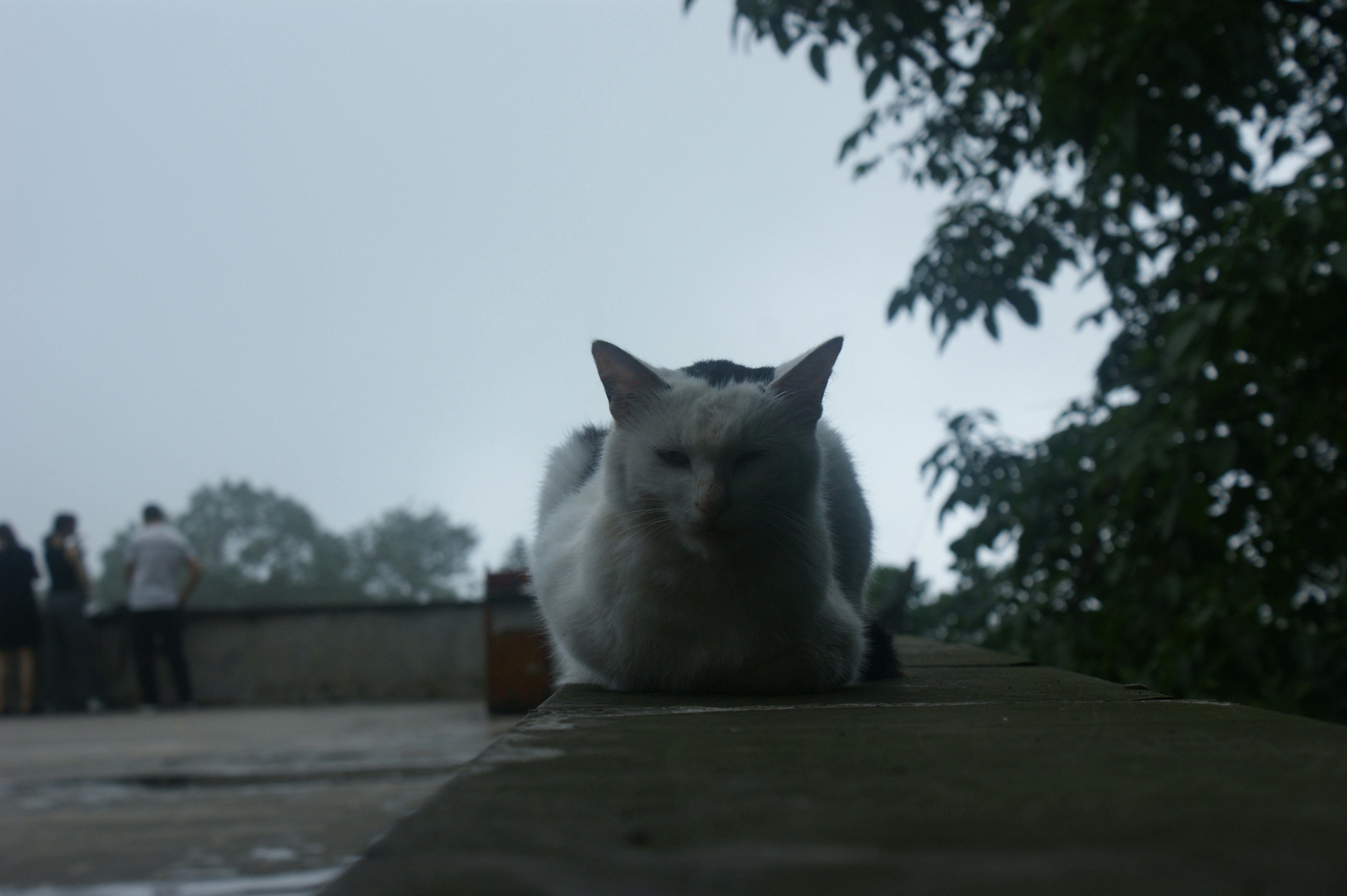 A white cat sitting on top of a cement wall