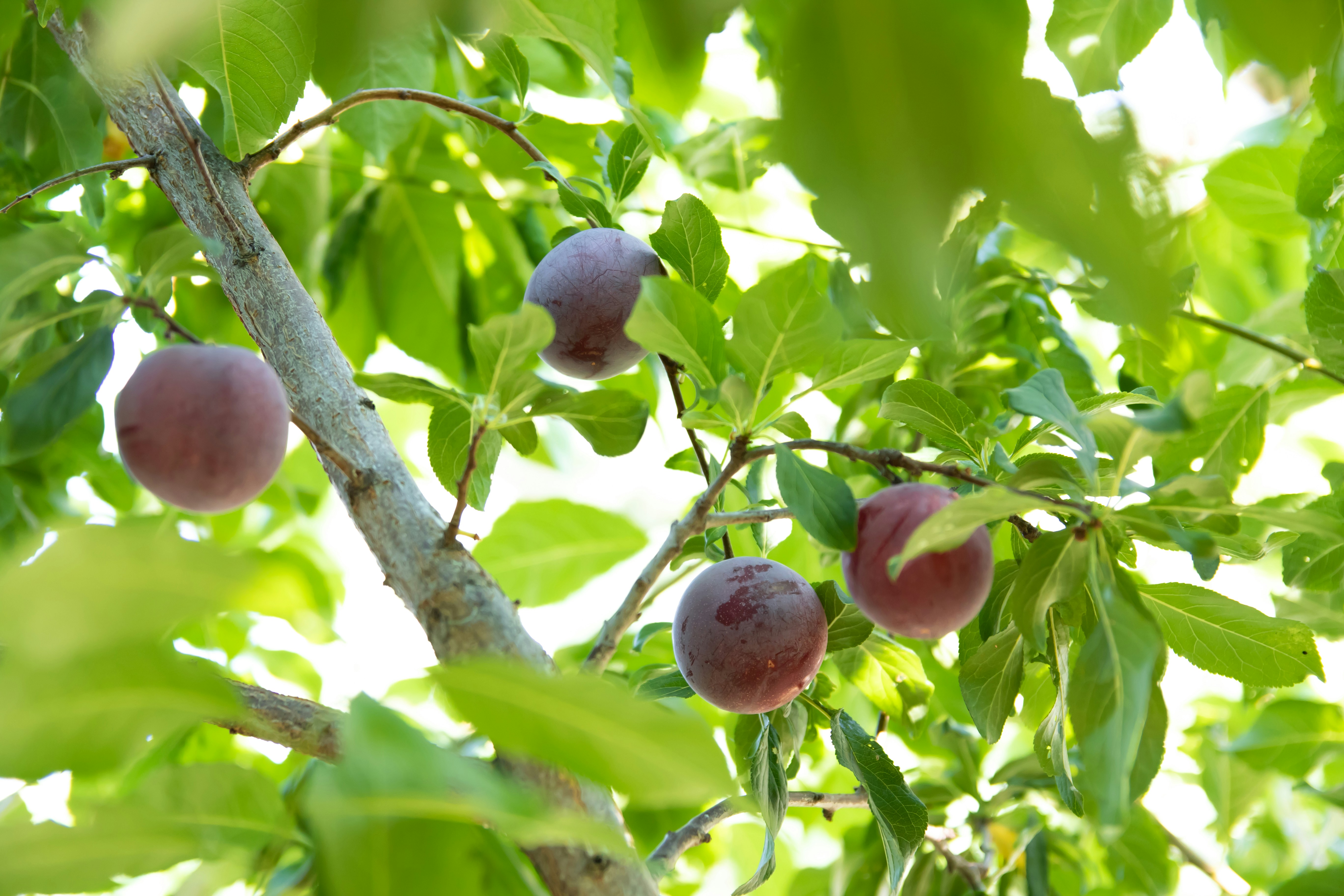 Photo by maksimzaviktorin