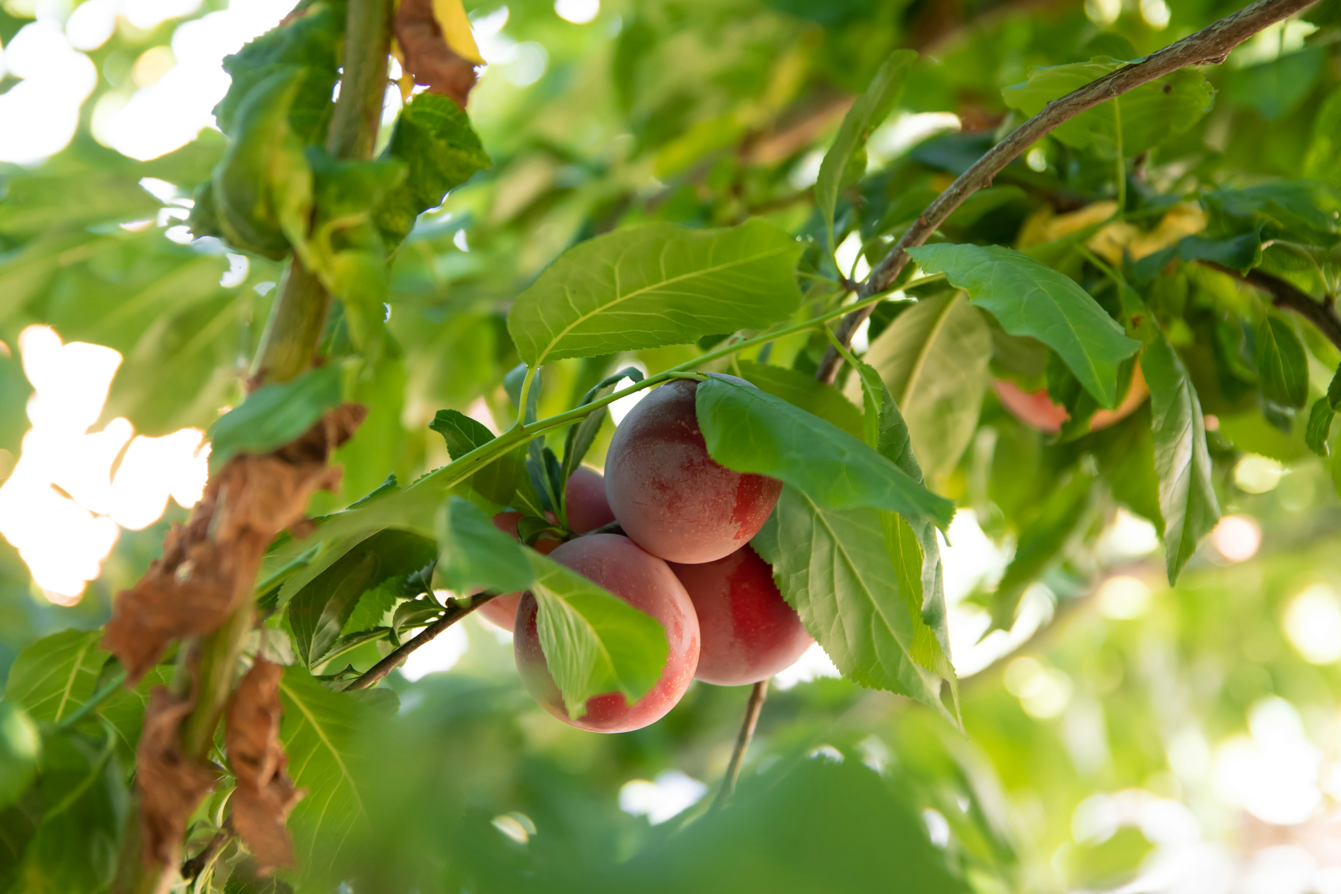 Photo by maksimzaviktorin