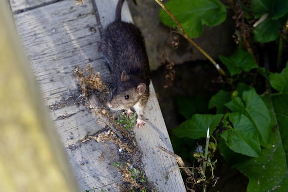 A rat sitting on top of a piece of wood