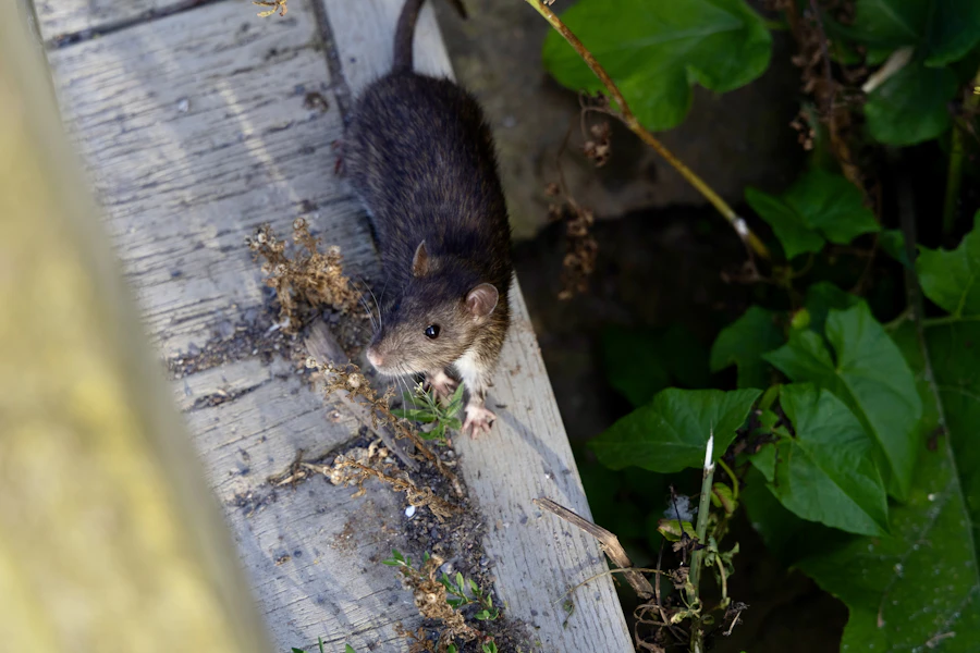 Ratte — Spezialist für Nagetierbekämpfung Berlin Rodex