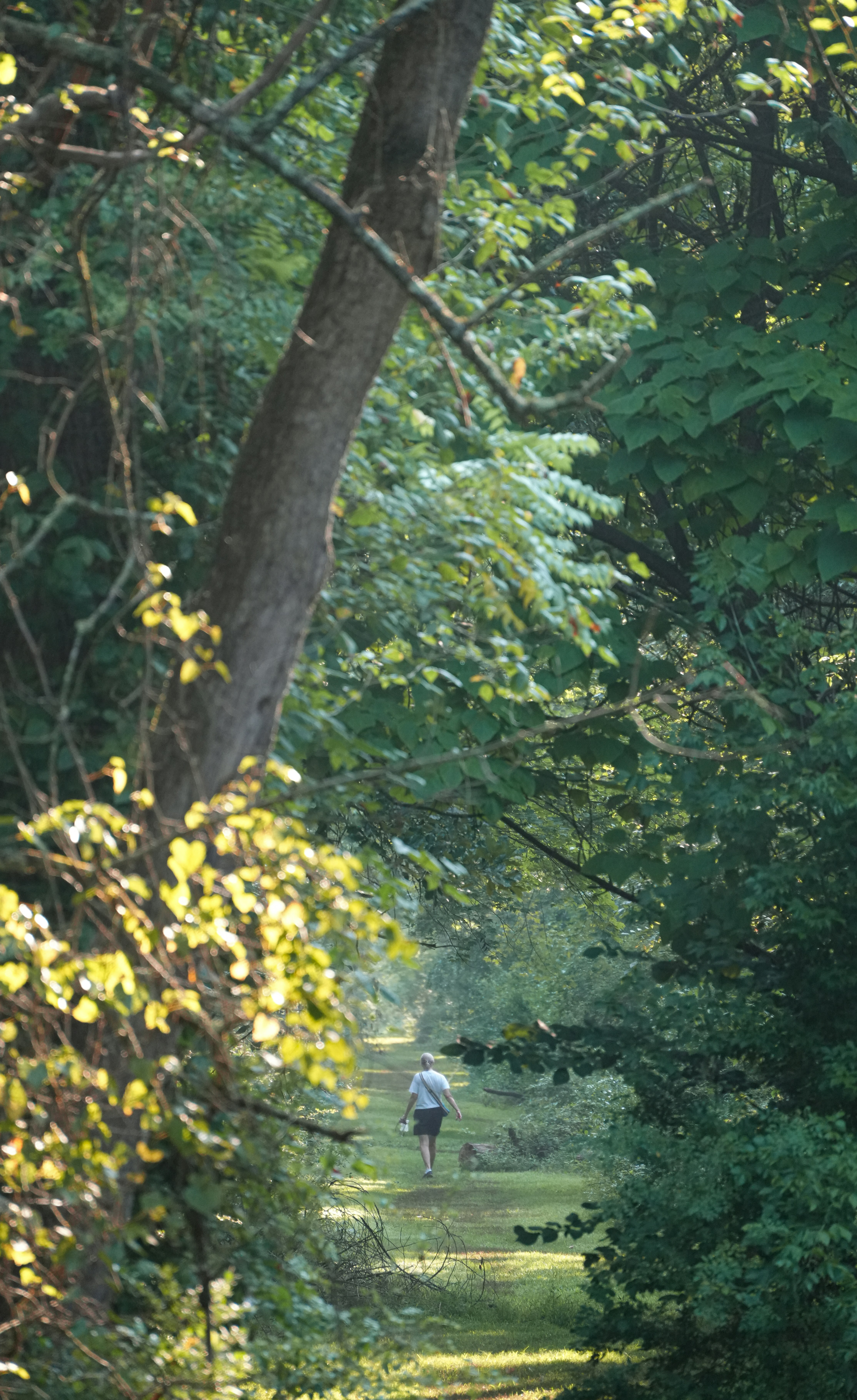 Eine Person, die einen Pfad im Wald entlanggeht