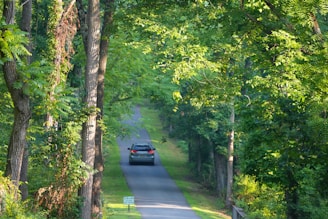 A car driving down a road surrounded by trees