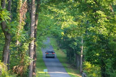 A car driving down a road surrounded by trees