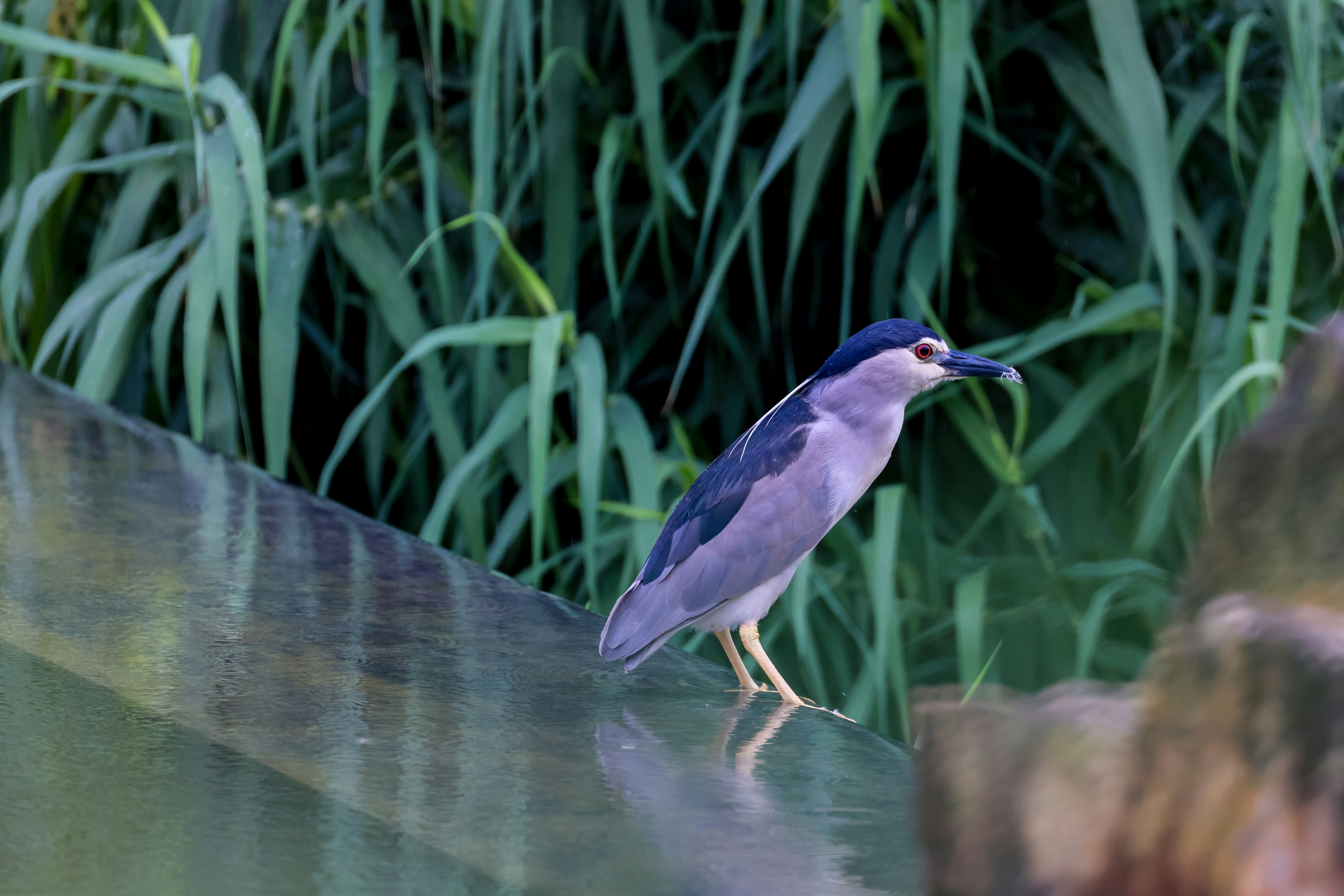 Photo by dickenslin76