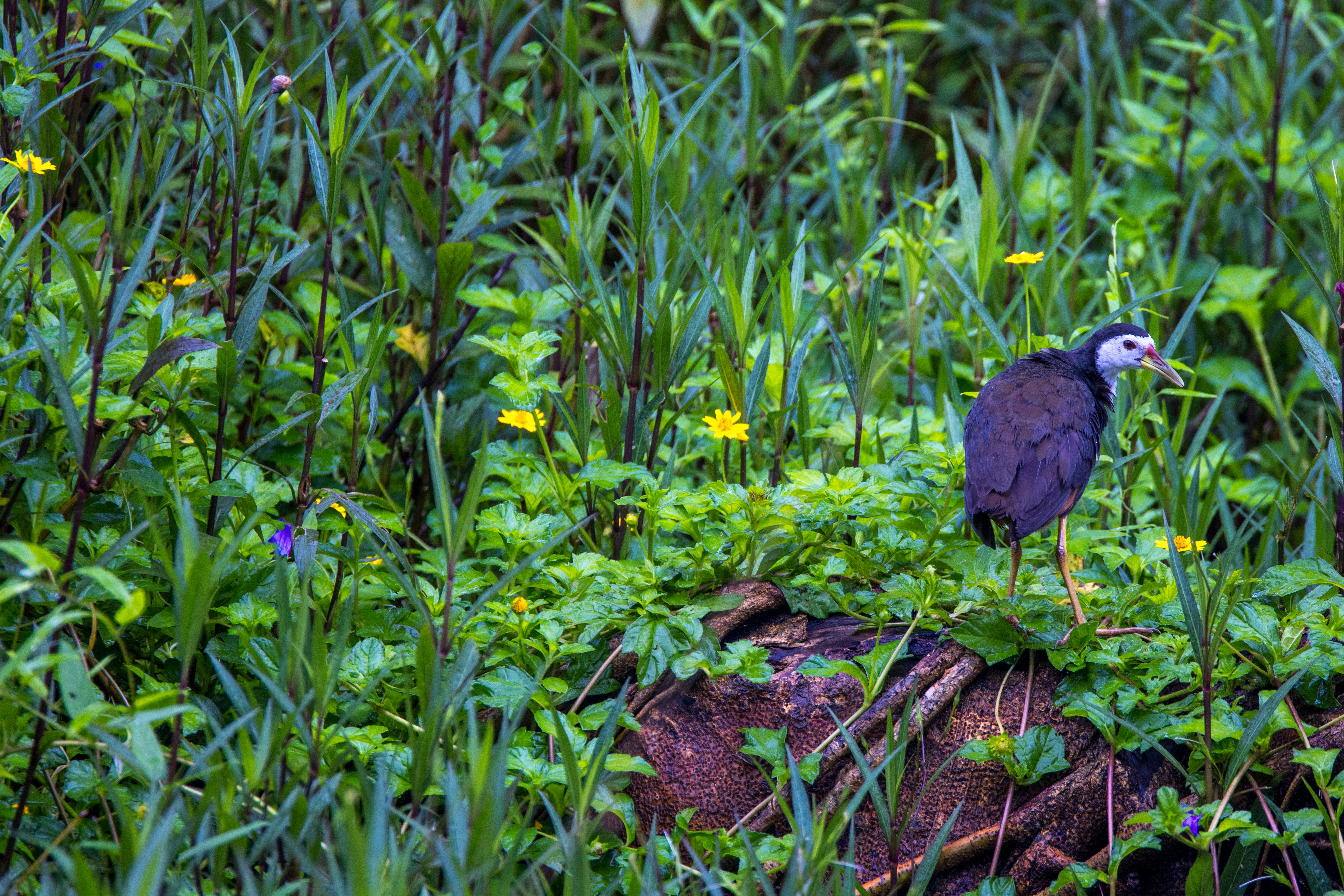 Photo by dickenslin76