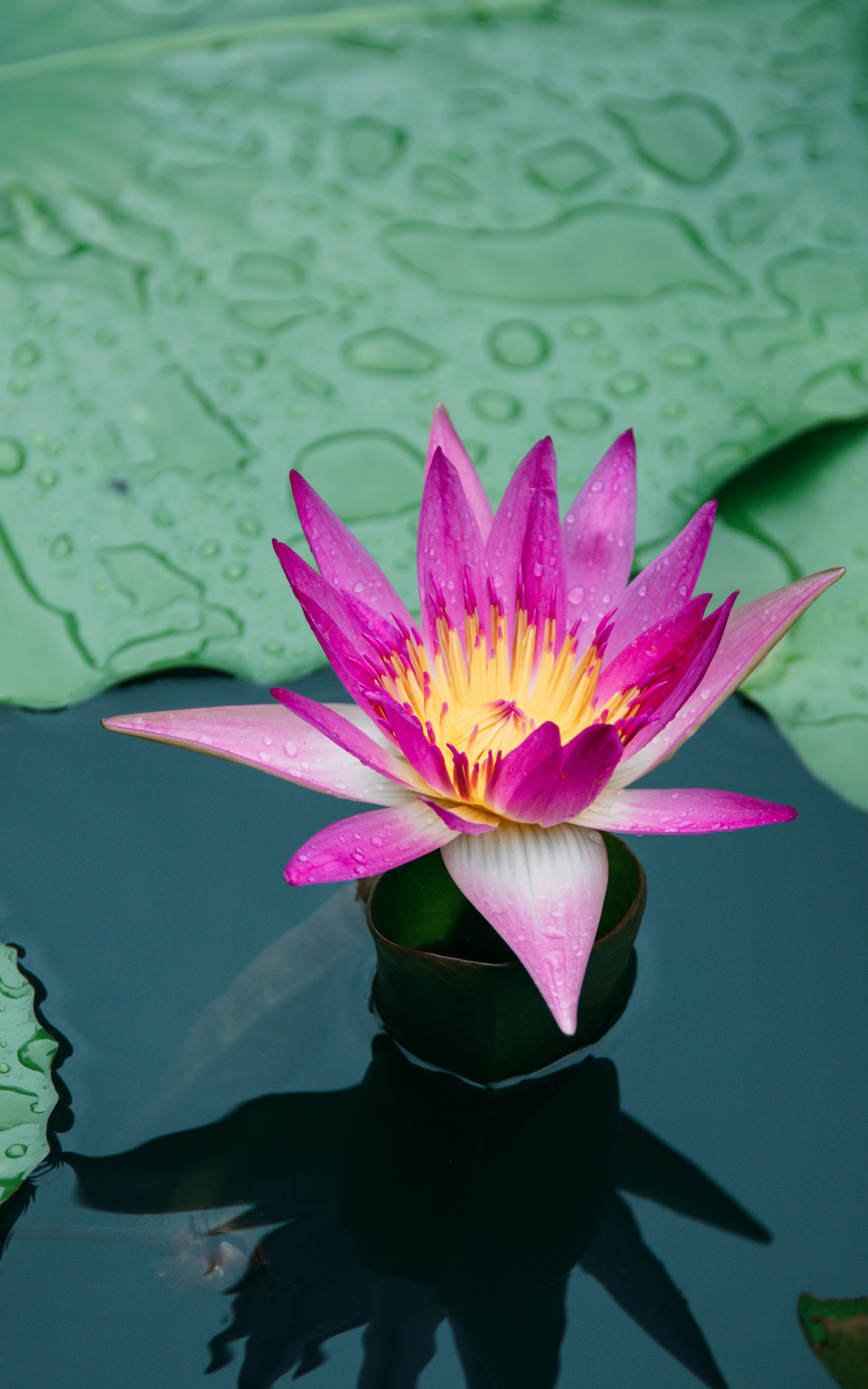 Photo by dickenslin76