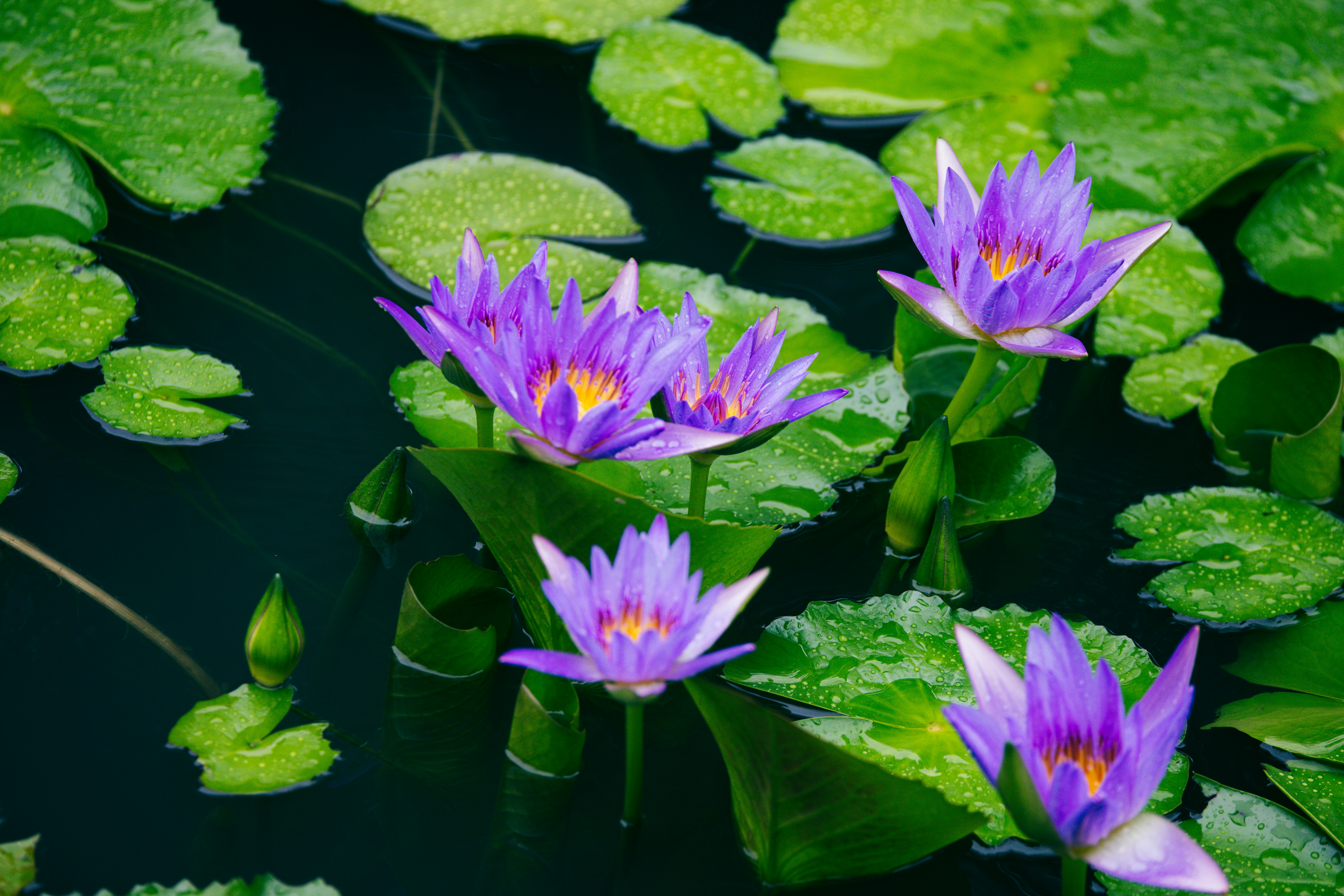 Photo by dickenslin76