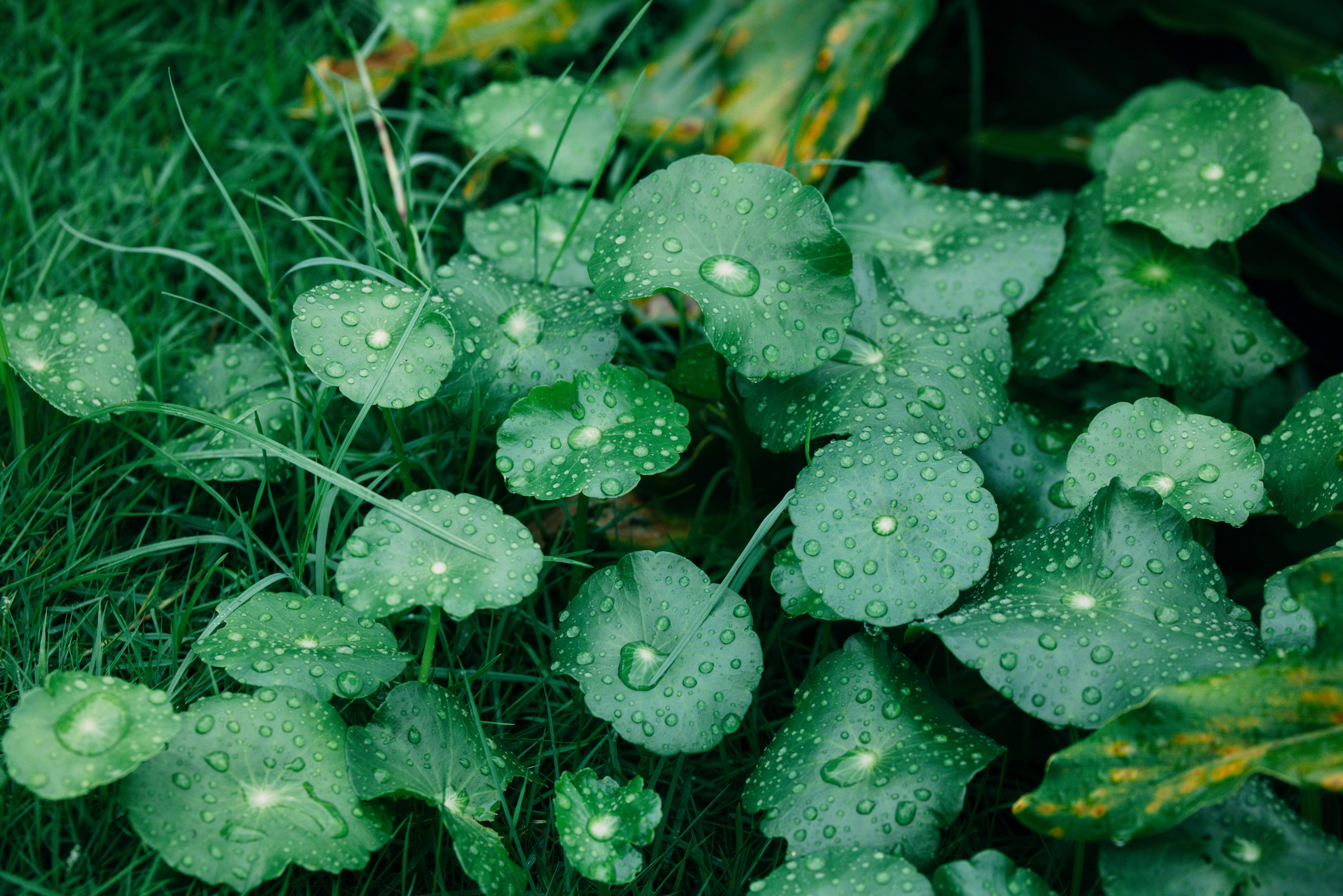 Photo by dickenslin76