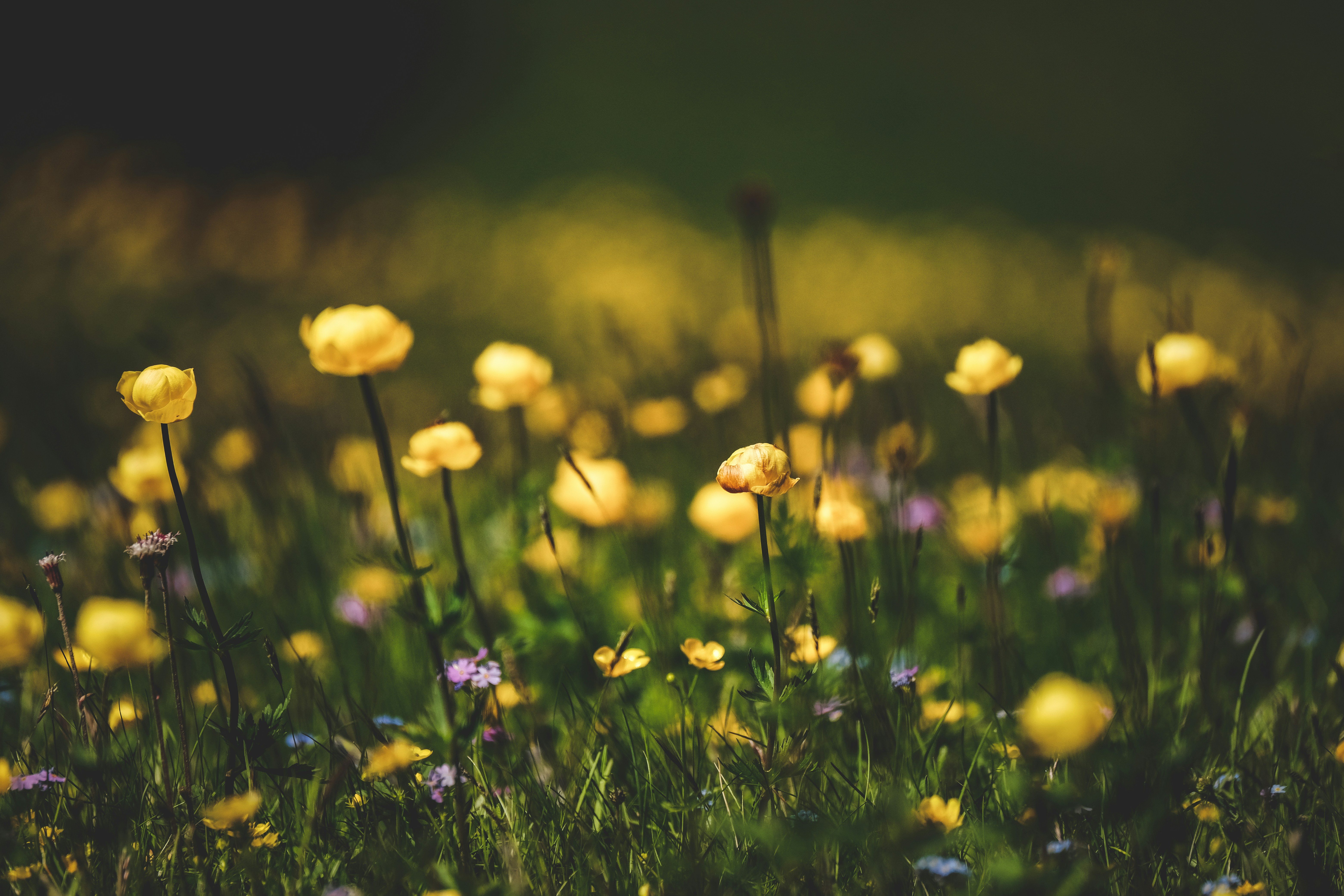 Photo by francesco_ungaro