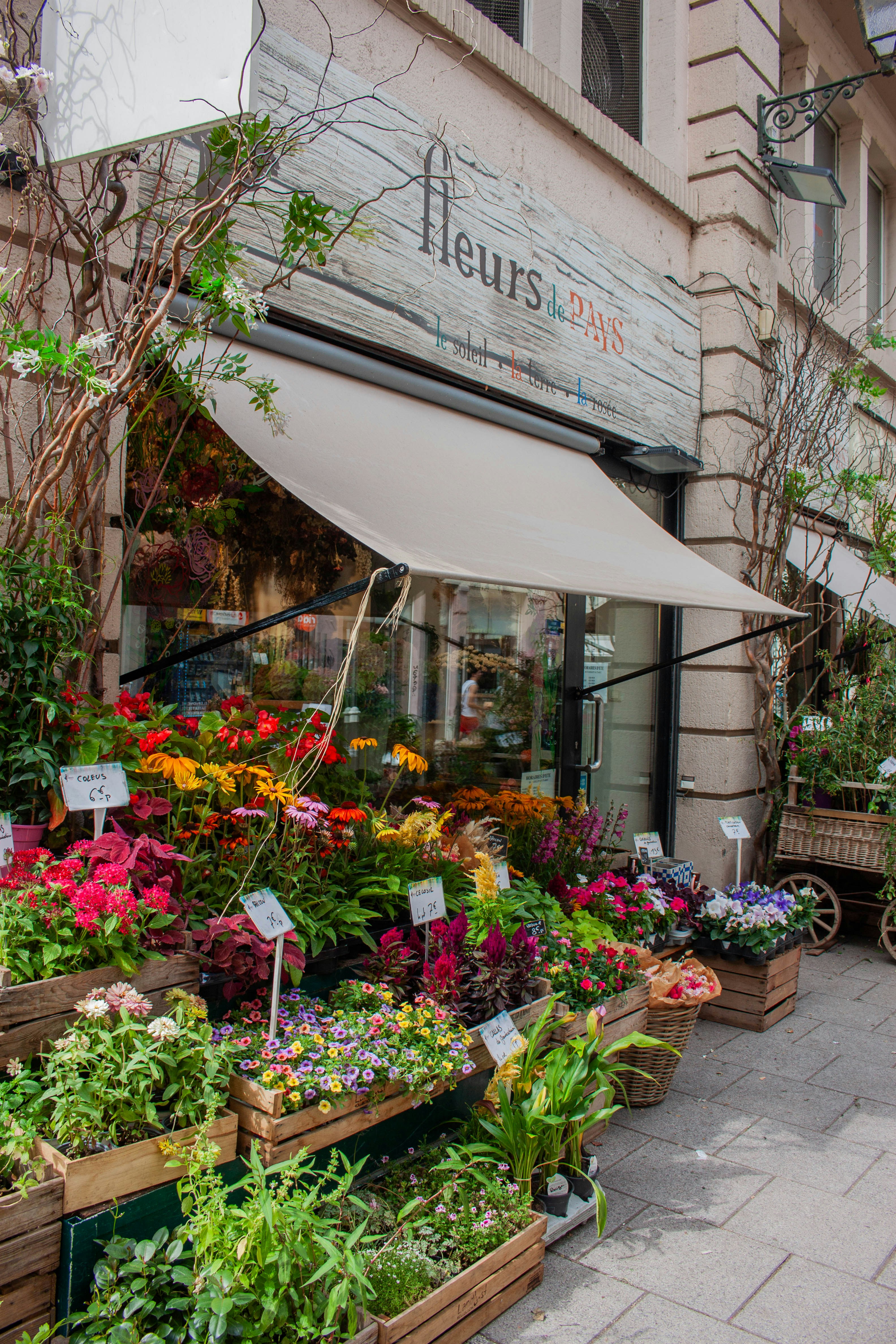 A bunch of plants that are outside of a building