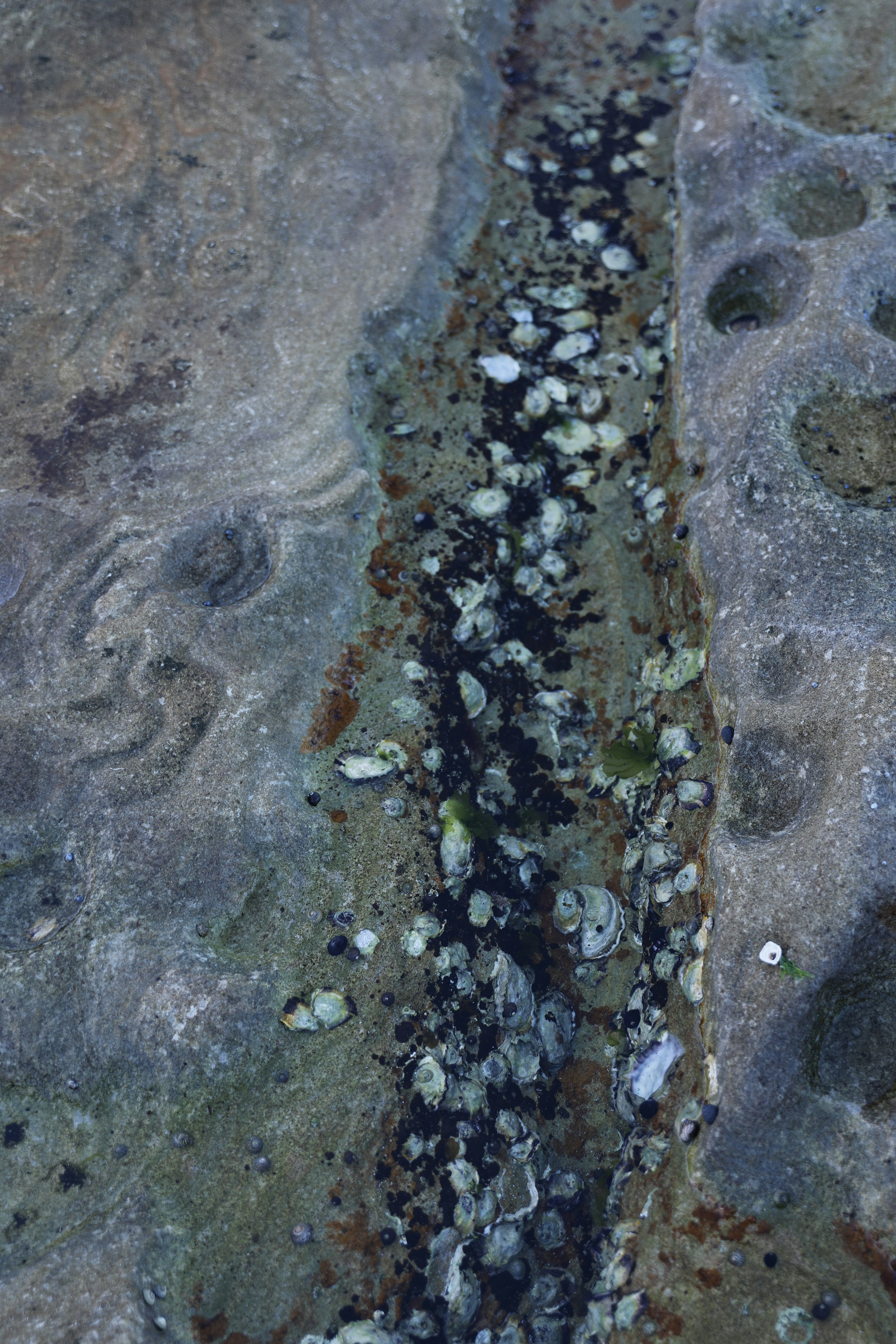 The Great Oxygenation Event Connection (image credits: unsplash)