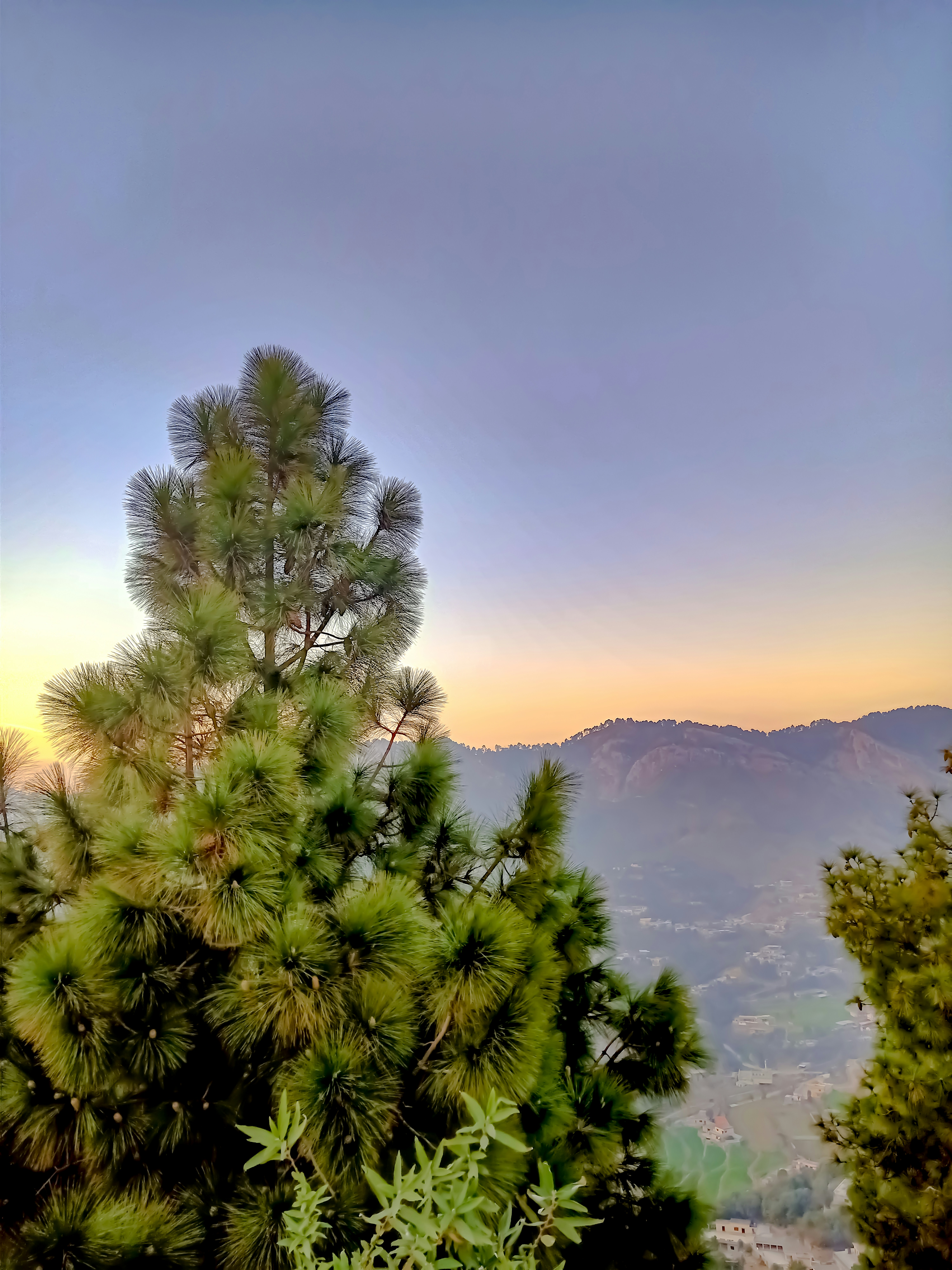 A pine tree with a view of mountains in the distance