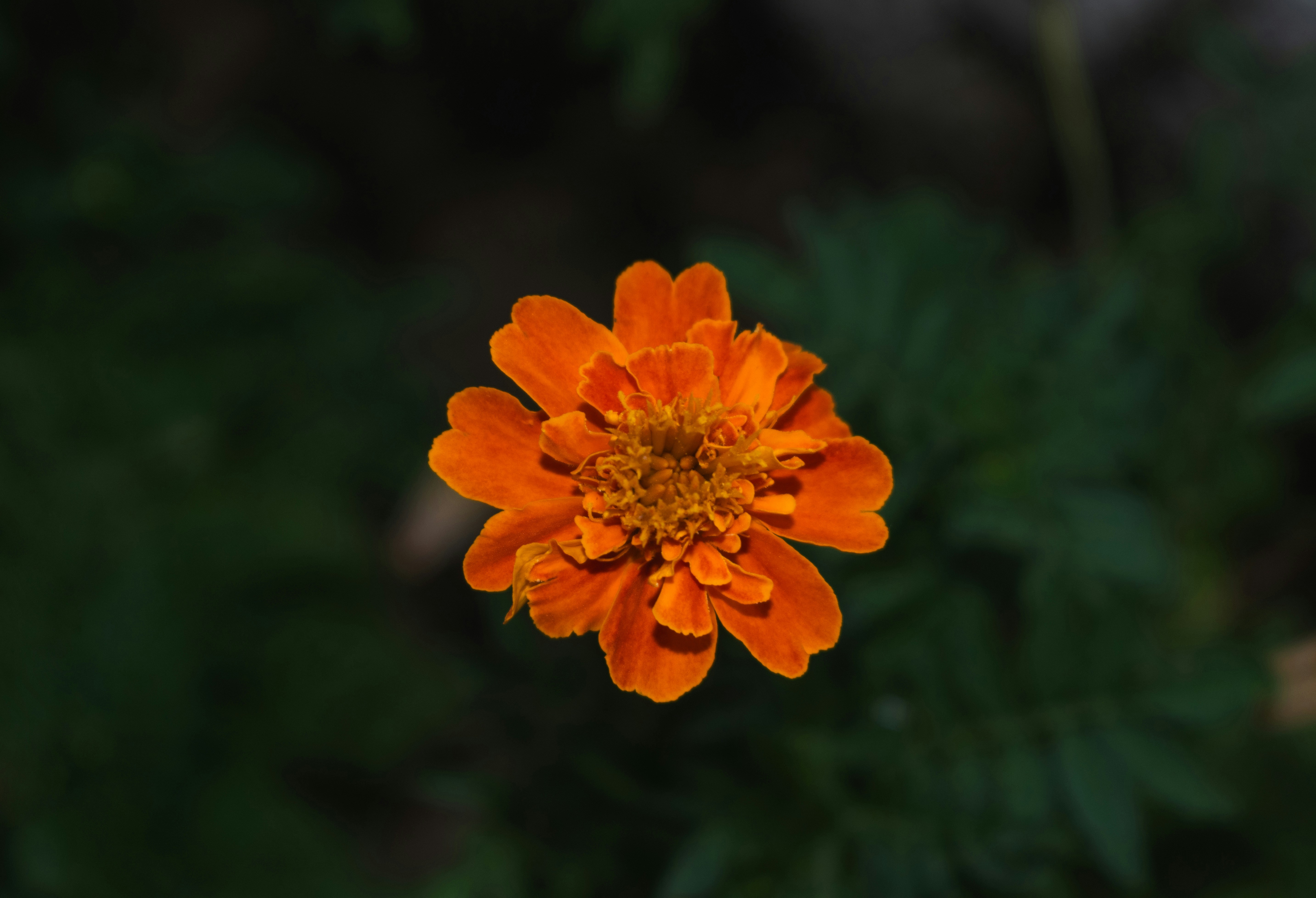 背景がぼやけたオレンジ色の花のクローズアップ