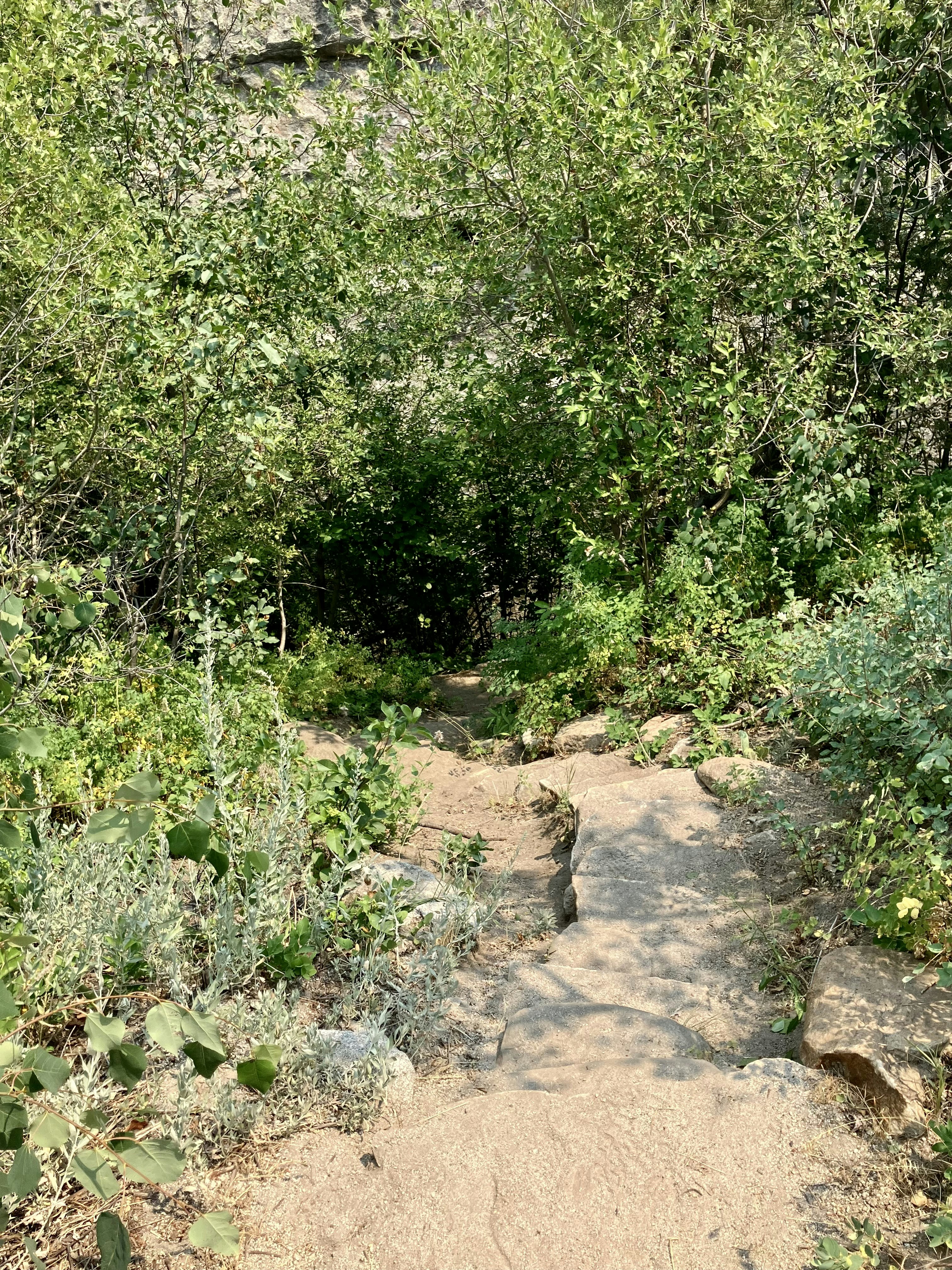 A dirt path in the middle of a forest
