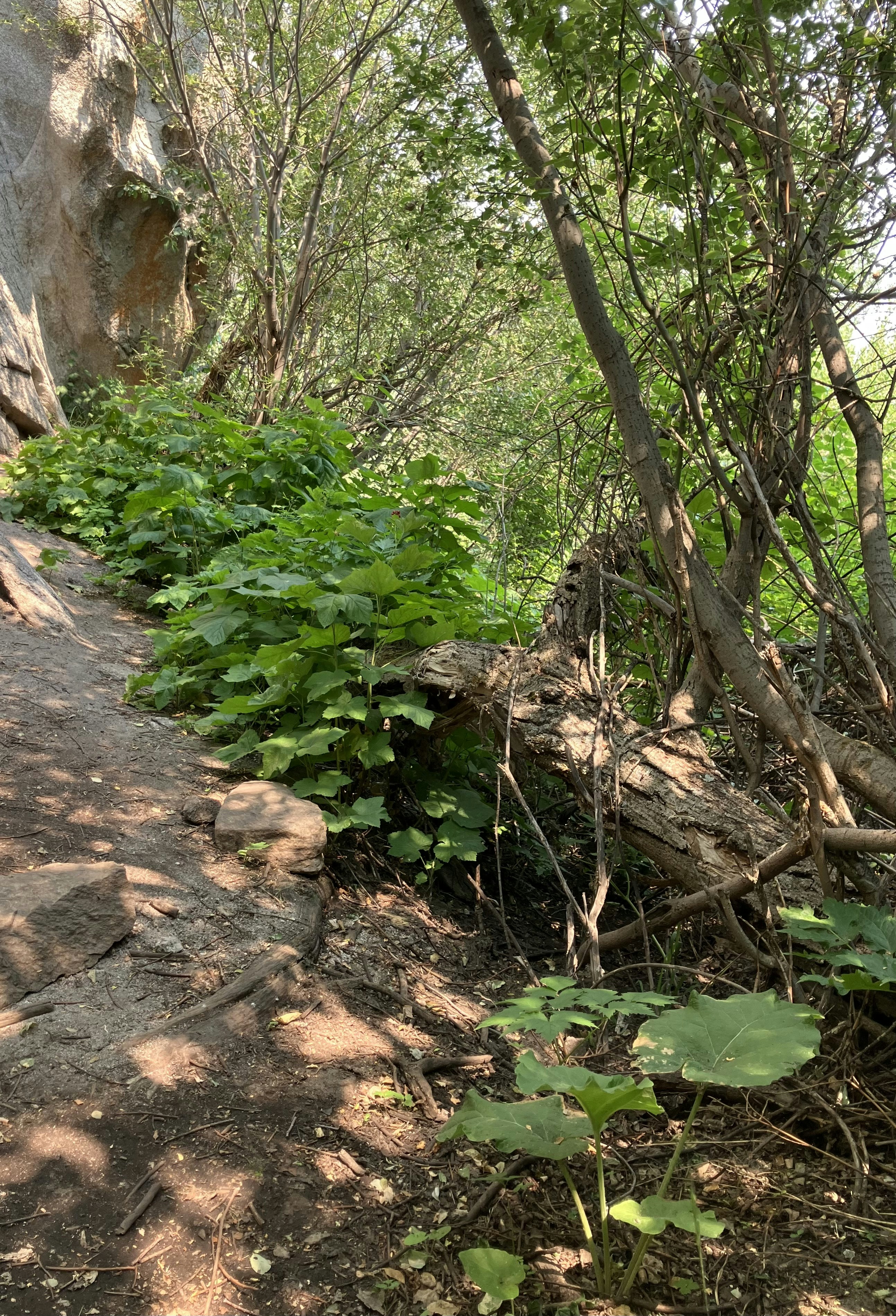 A path in the woods leading to a cliff