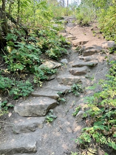 A set of stone steps in the woods