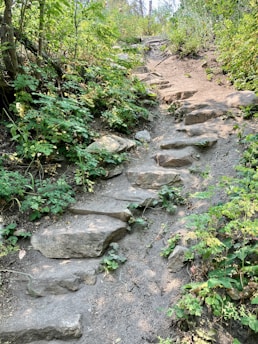 A set of stone steps in the woods