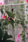 A close up of a plant with pink flowers in the background