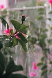 A close up of a plant with pink flowers in the background