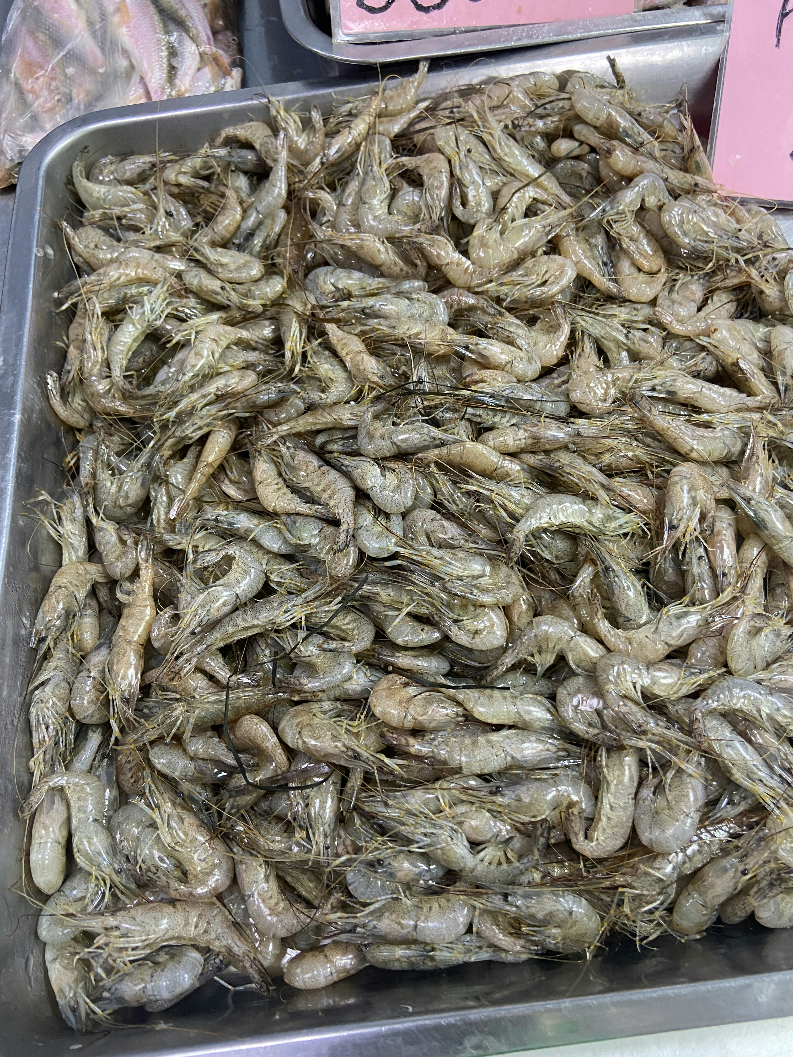 A metal tray filled with lots of bugs